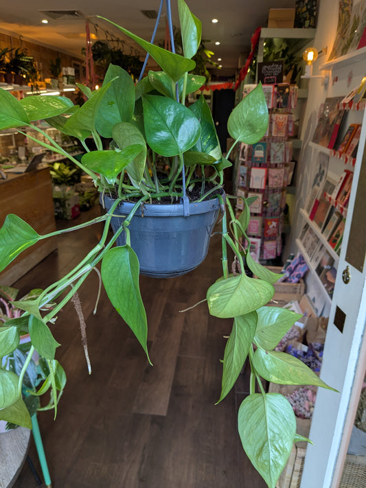 hanging green plant with leaves trailing down