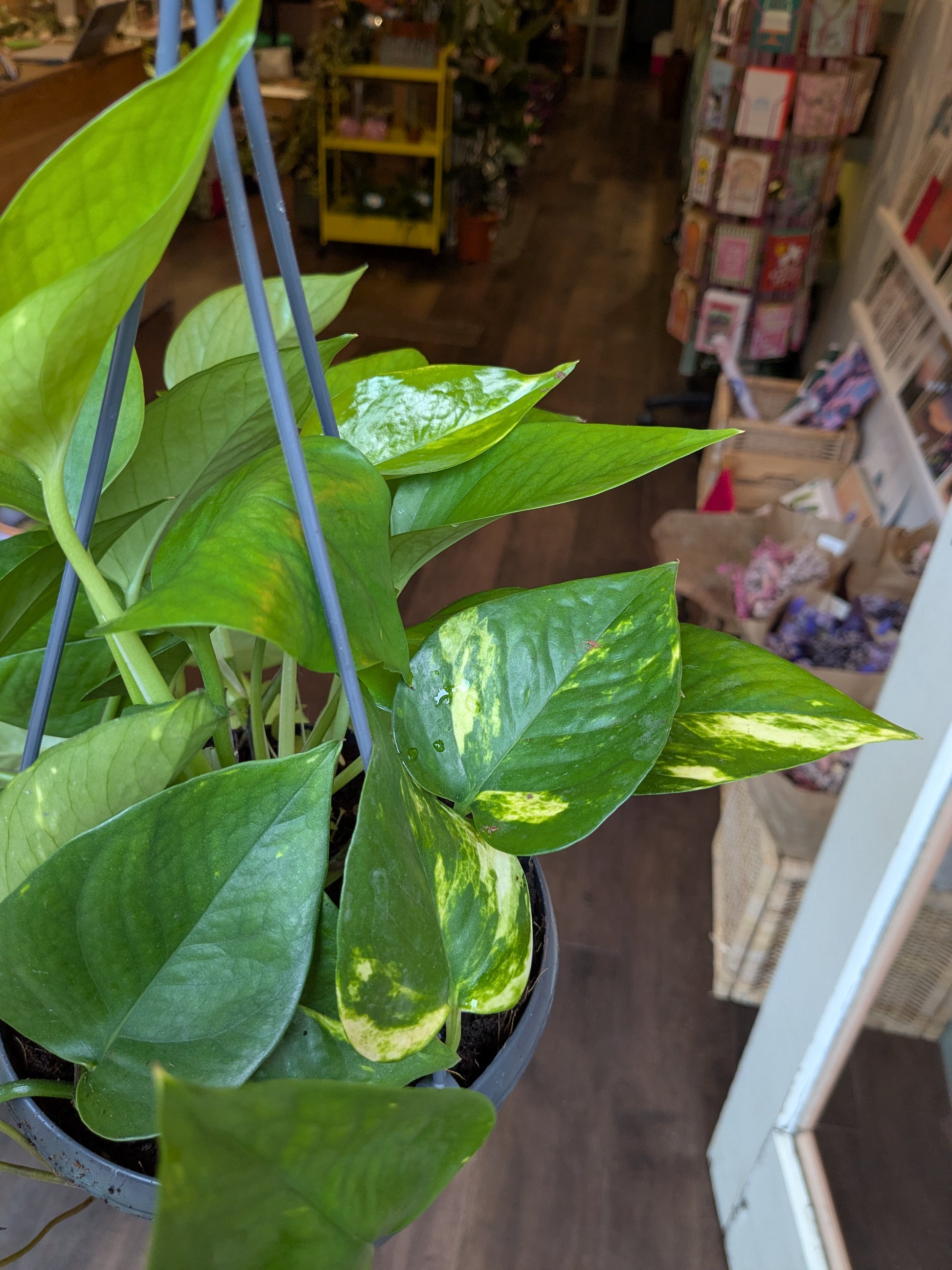 close up of green foliage