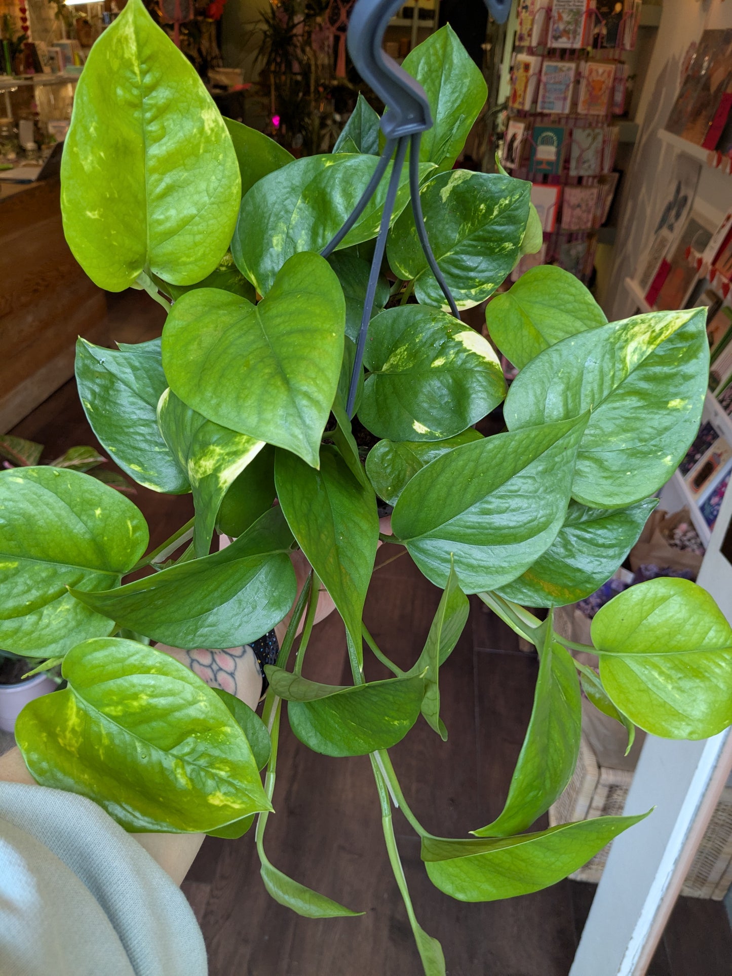 close up of green foliage