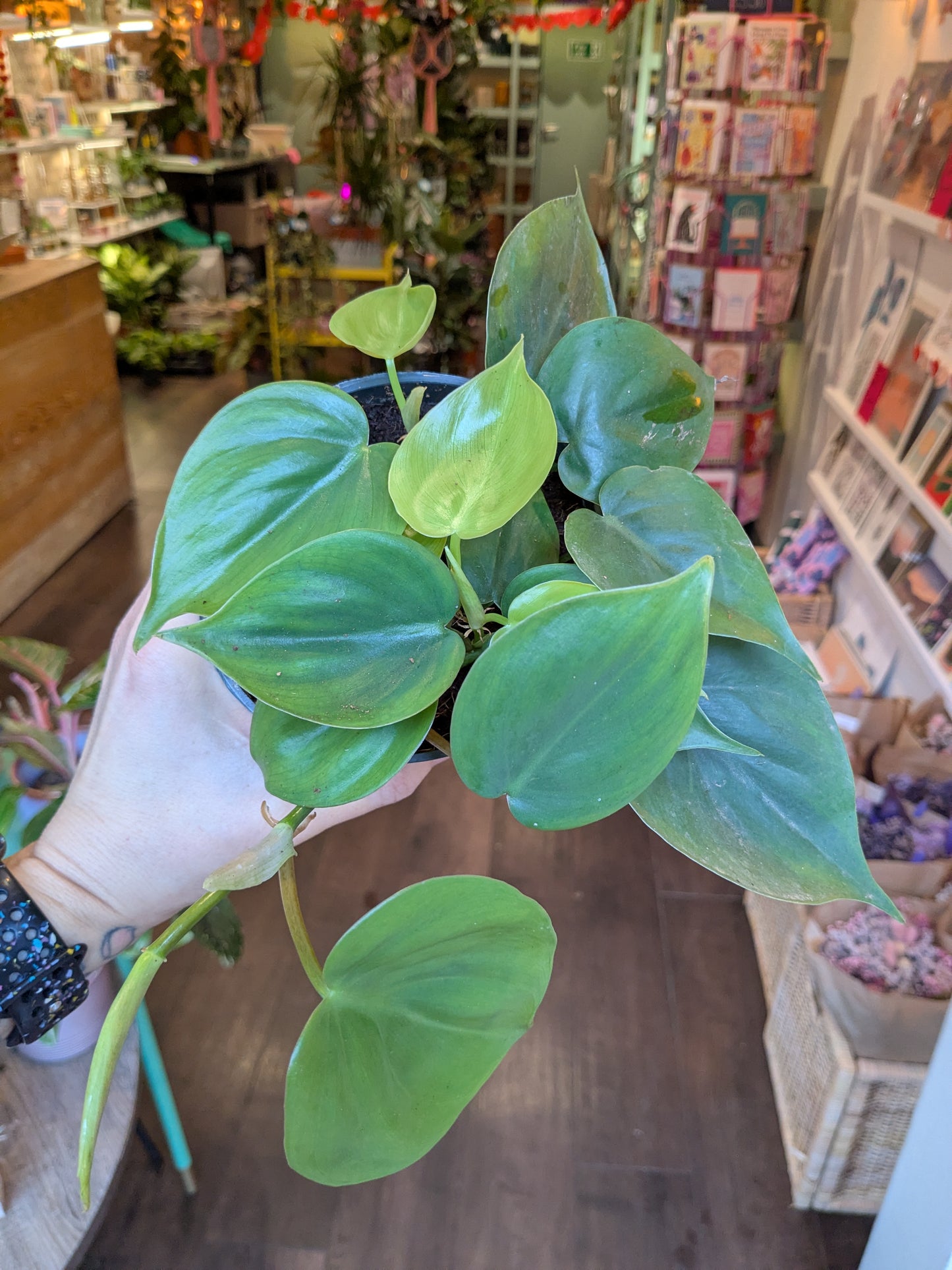 Hand holding a potted plant in a store setting