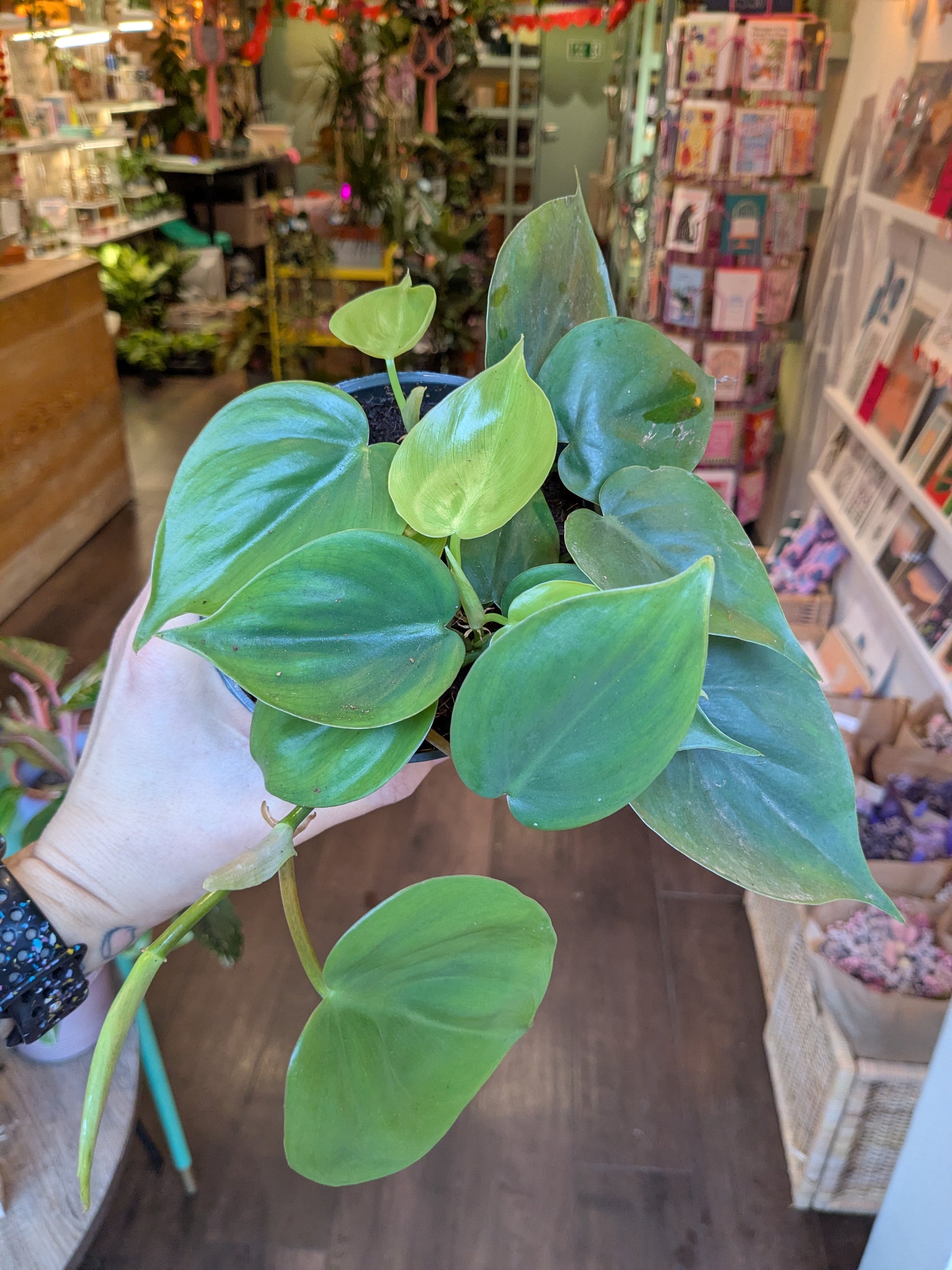 Hand holding a potted plant in a store setting