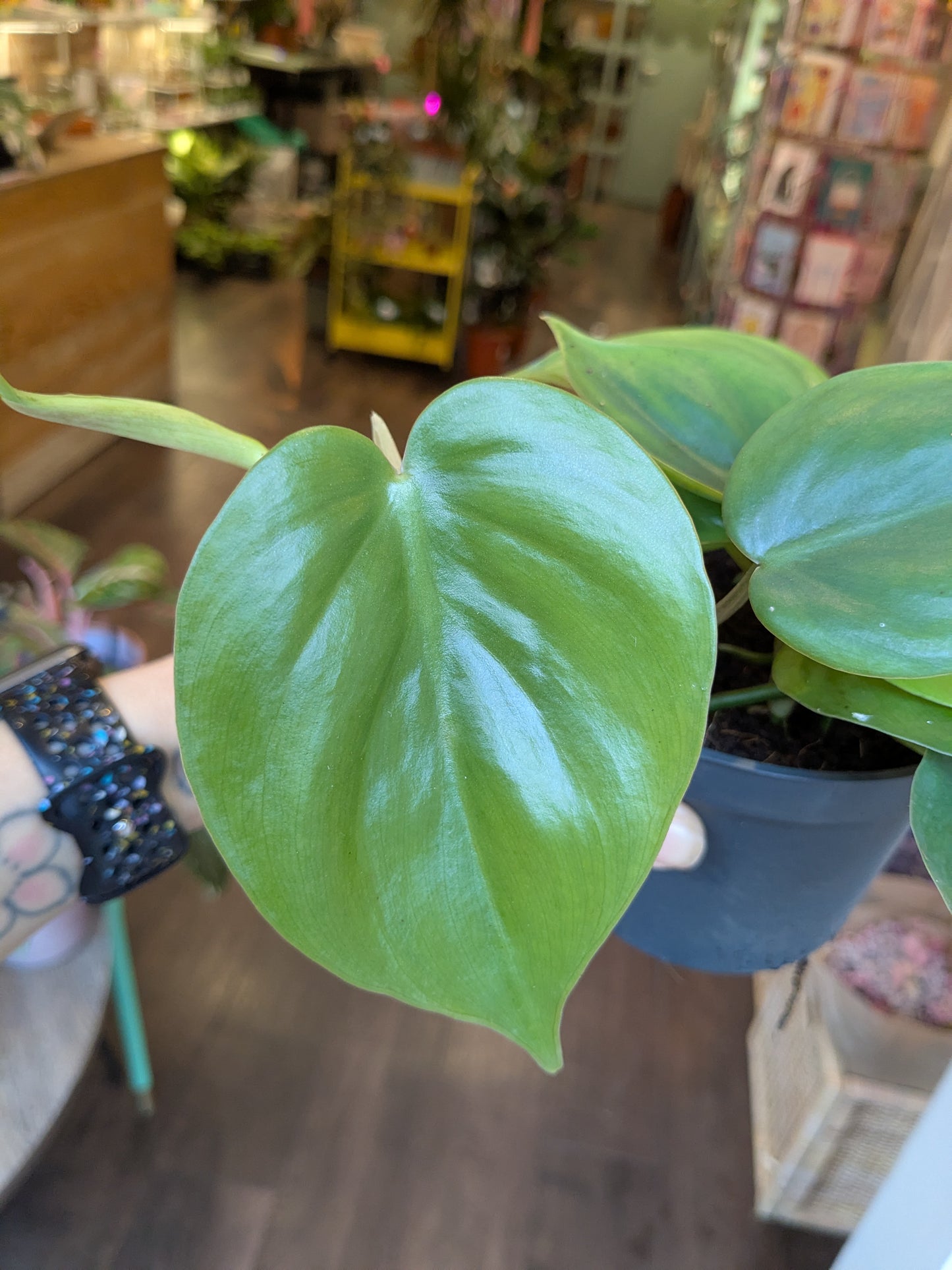 Close-up of a green leafy plant with a blurred indoor setting in the background