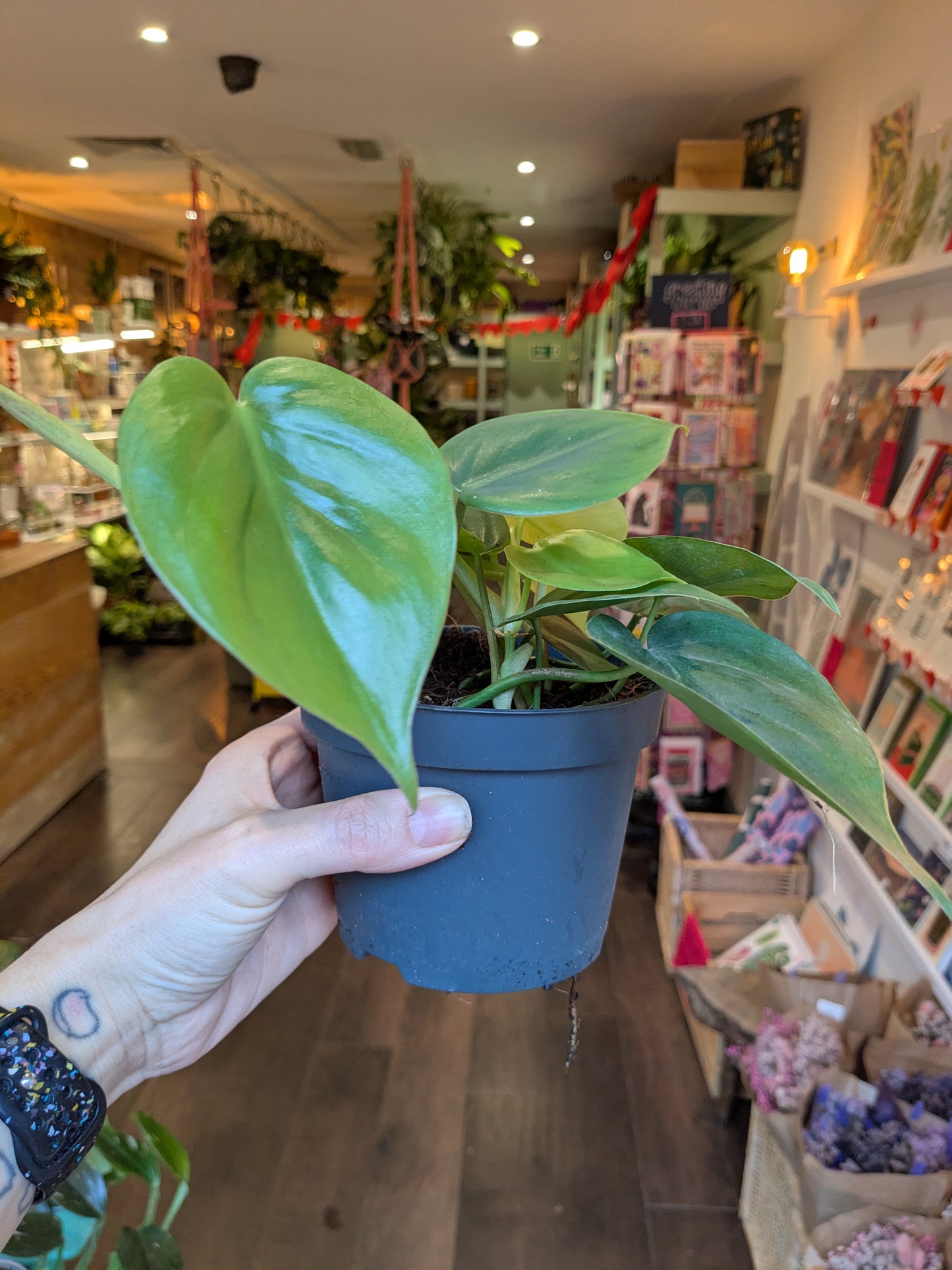 Person holding a potted plant in a store setting