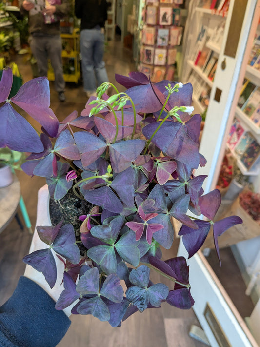 Purple-leafed plant held by a person in an indoor setting with shelves and people in the background