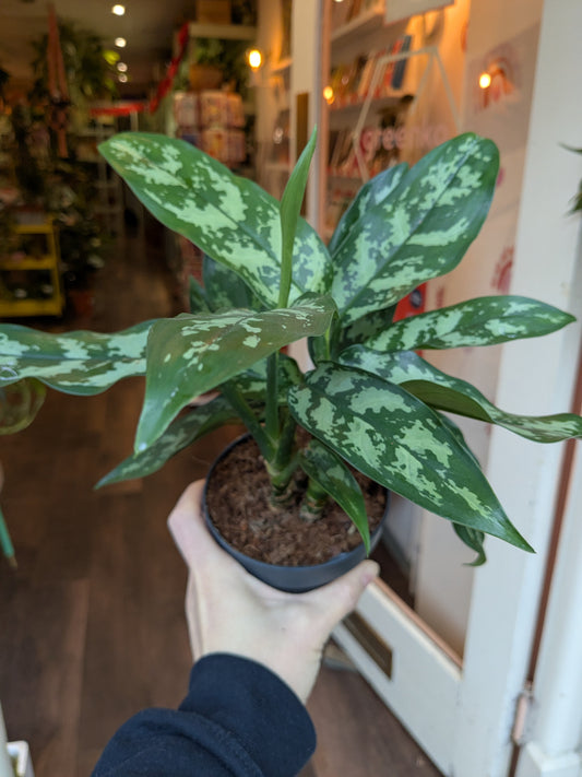 Potted plant held by a person in an indoor setting