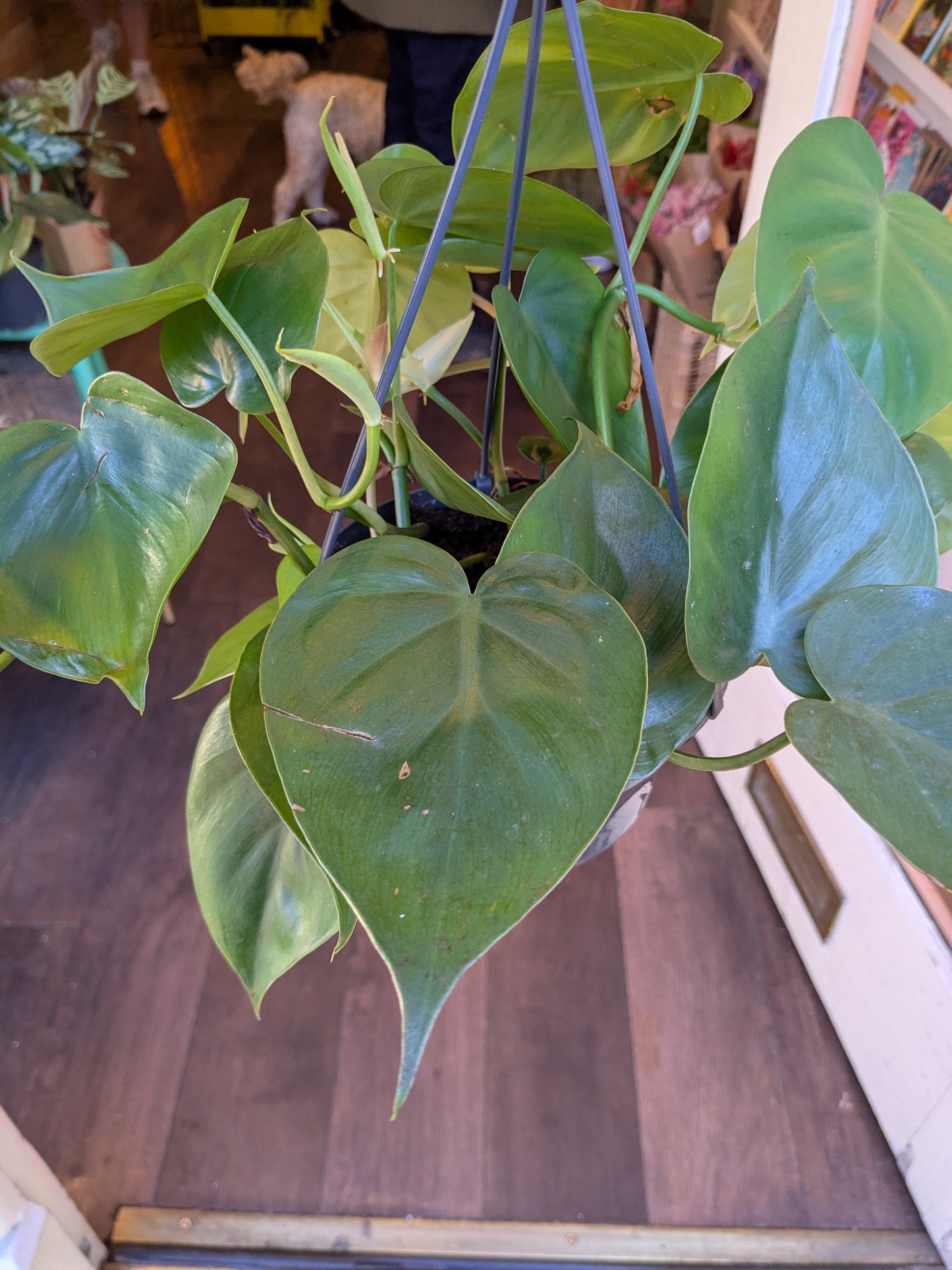 Green heart-shaped leaves on a wooden floor