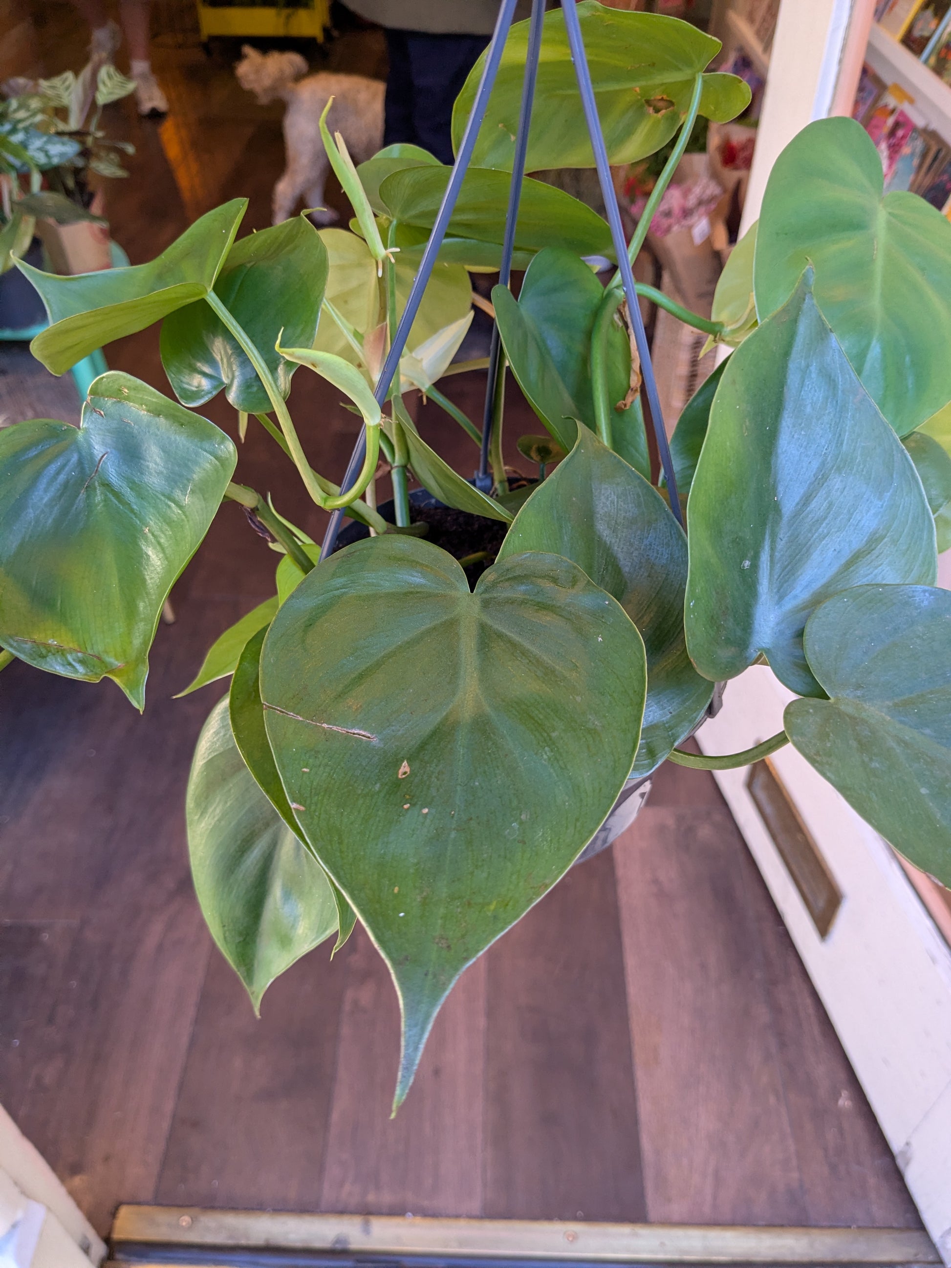 Green heart-shaped leaves on a wooden floor