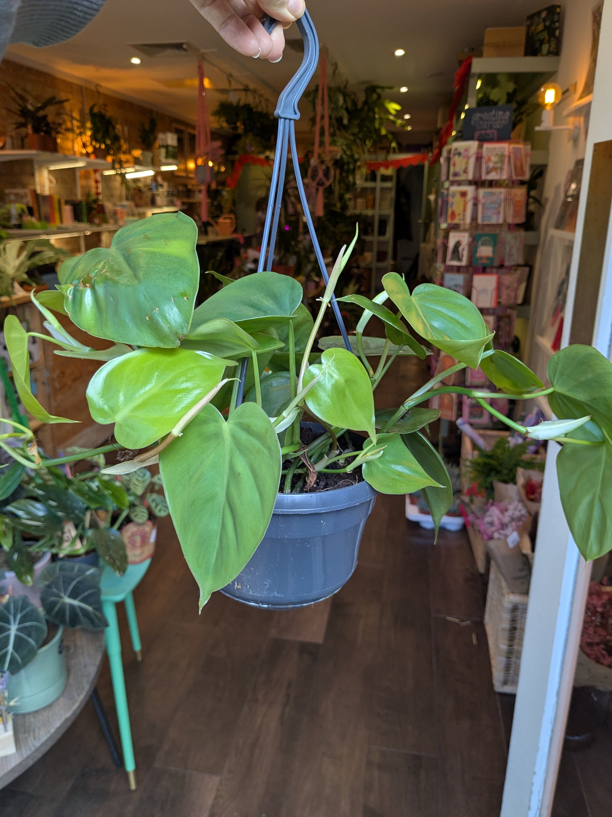 Potted plant held by a hand in a store setting