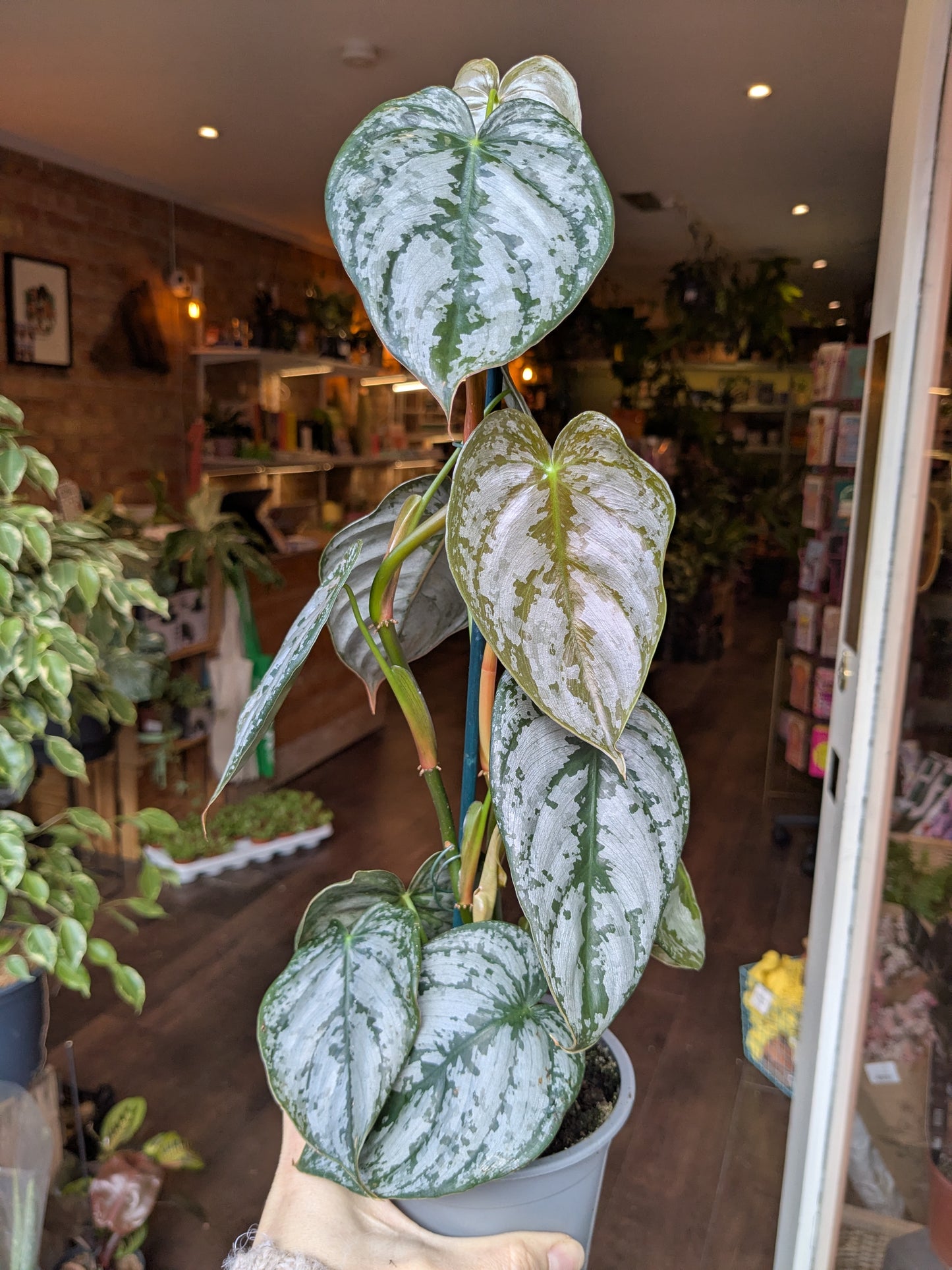 Polka dot plant in a pot with a store interior in the background