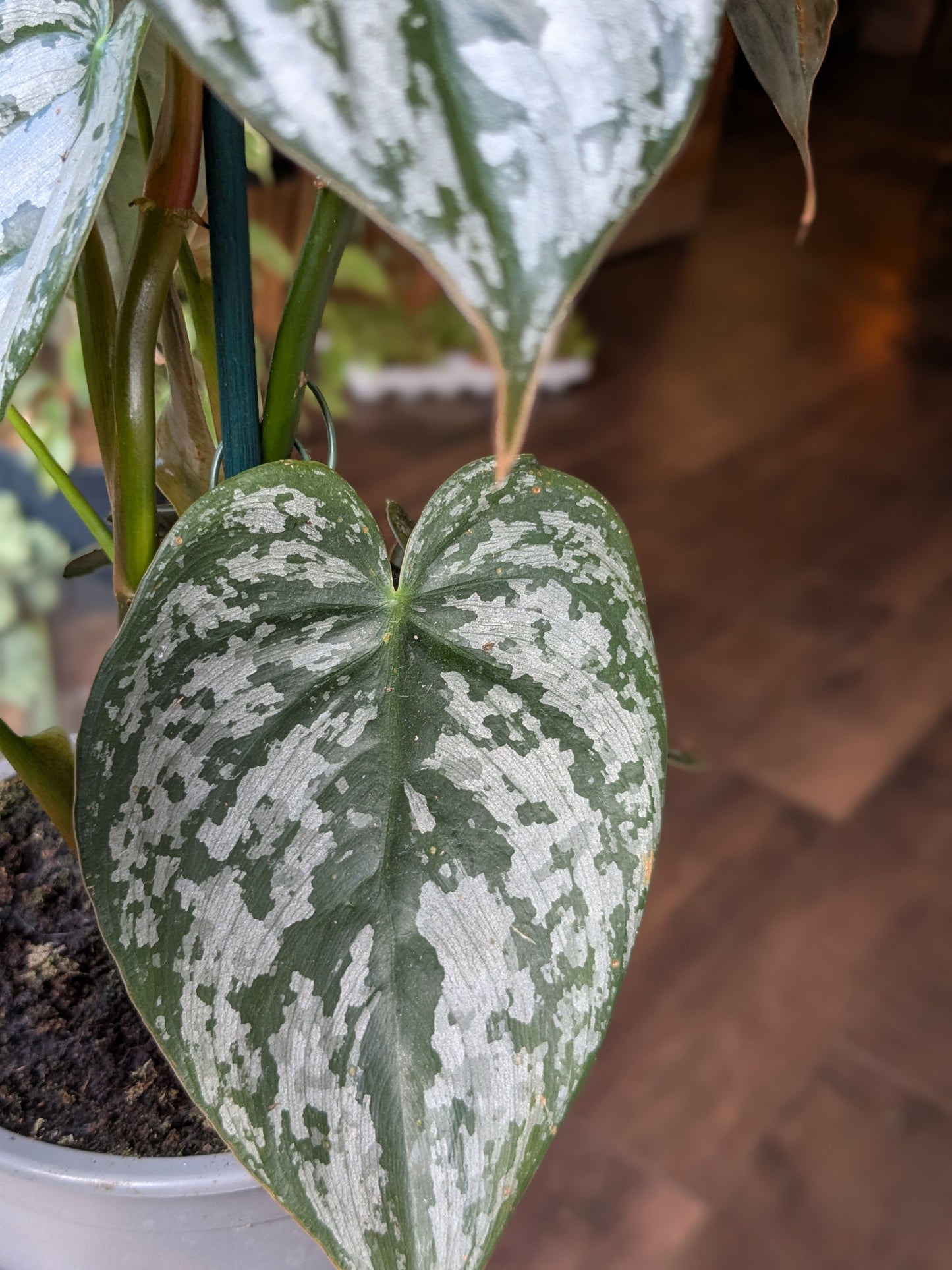 Heart-shaped leaves with white speckles on a wooden floor background