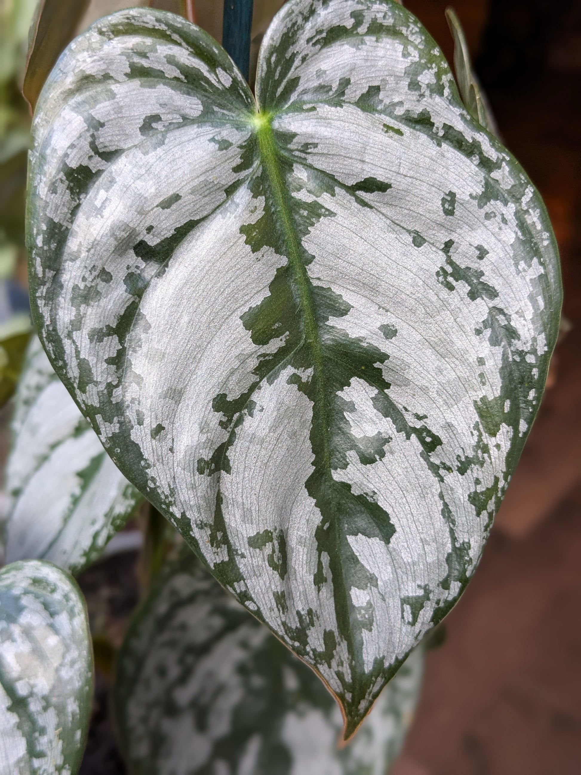 Close-up of a heart-shaped leaf with green and white pattern