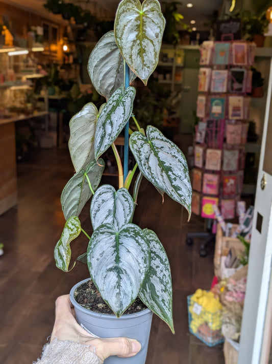Potted plant with variegated leaves held by a person in an indoor setting.
