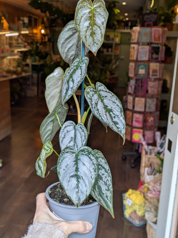 Potted plant with variegated leaves held by a person in an indoor setting.