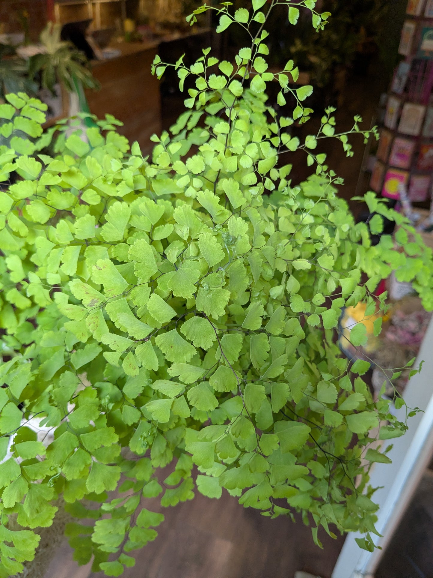 Fern plant in a pot with a blurred indoor background