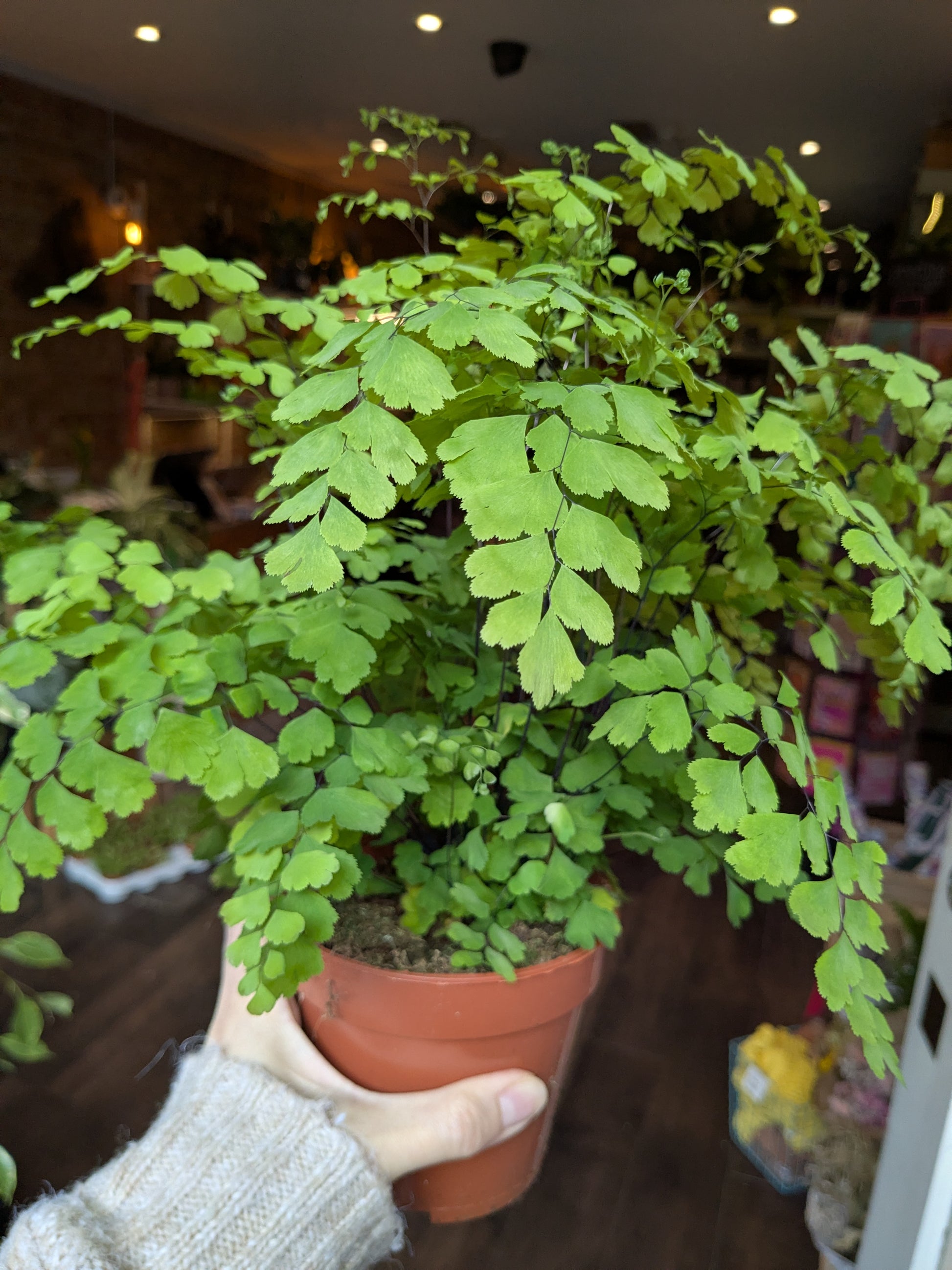 Potted plant held by a person with a blurred indoor background