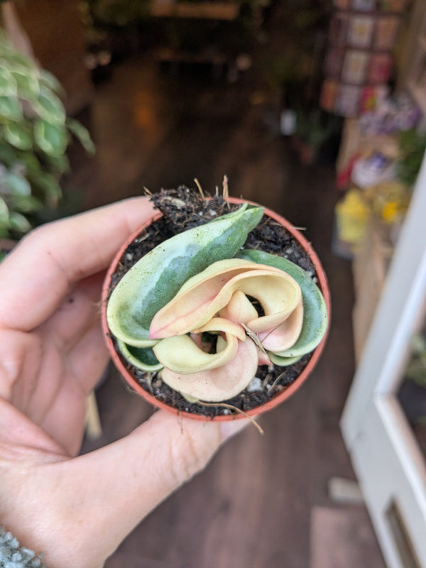 Hoya carnosa 'Compacta Variegata'