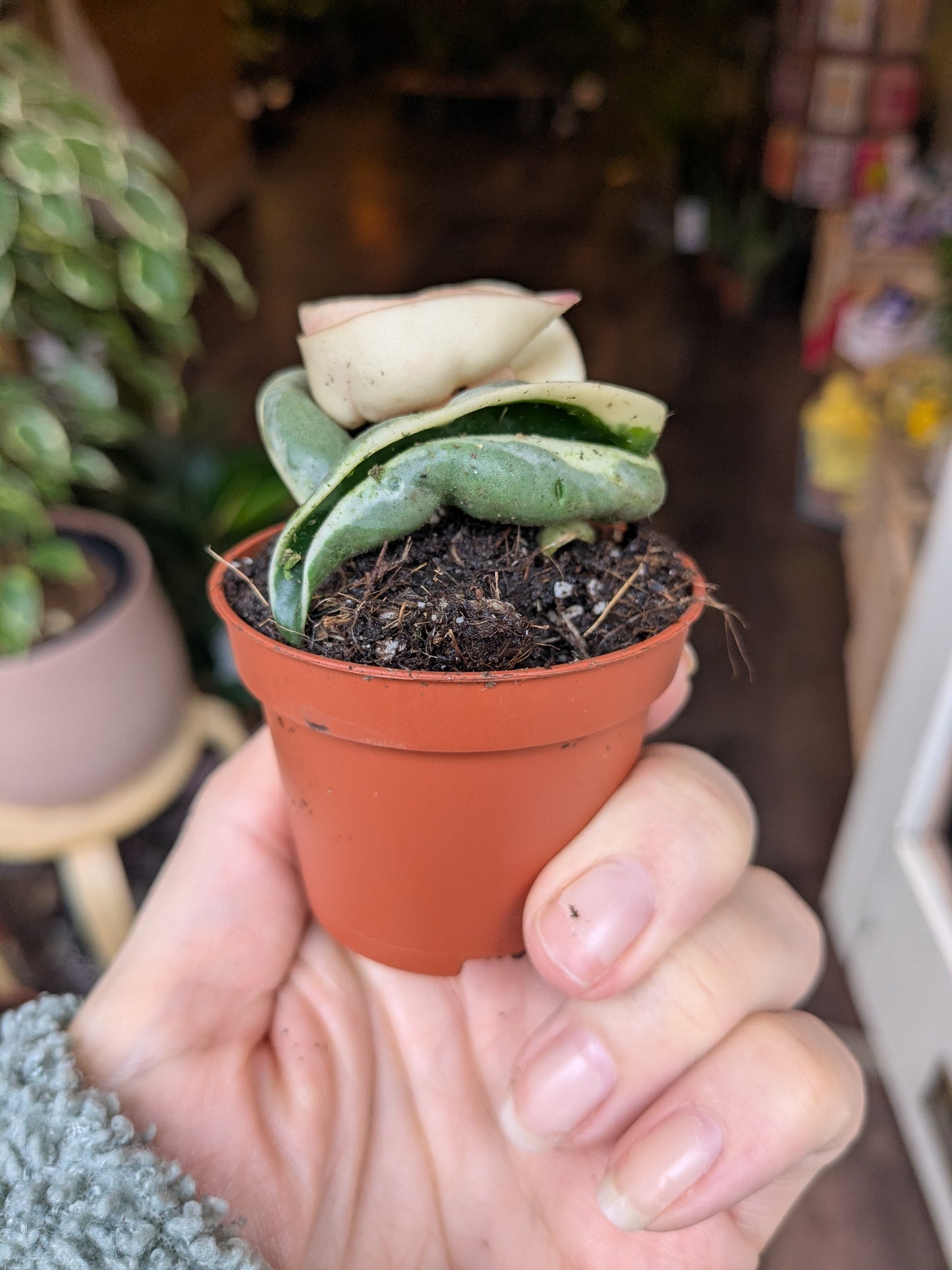 Hoya carnosa 'Compacta Variegata'