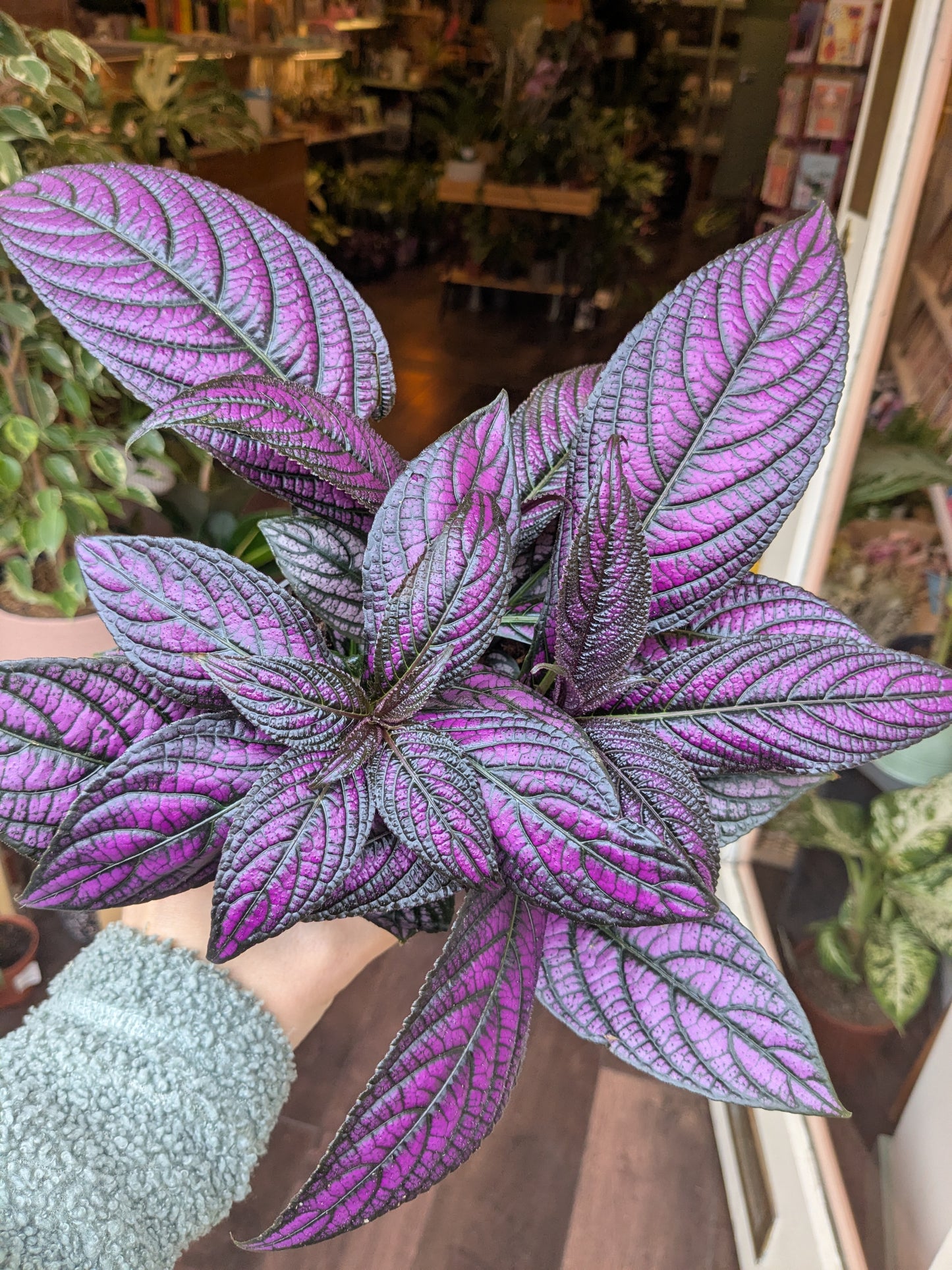 Purple and green leafy plant held by a person indoors with blurred background