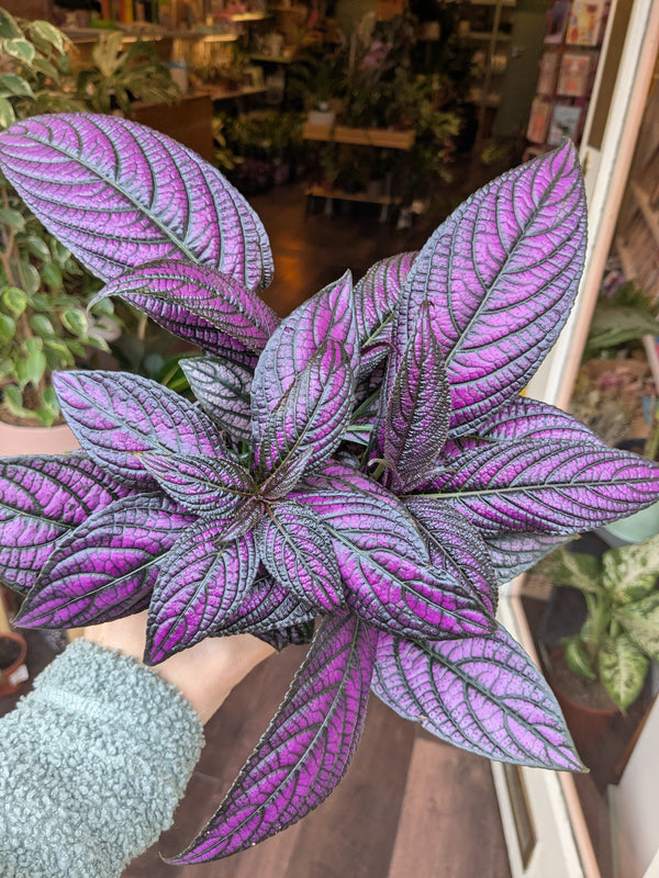 Purple and green leafy plant held by a person indoors with blurred background