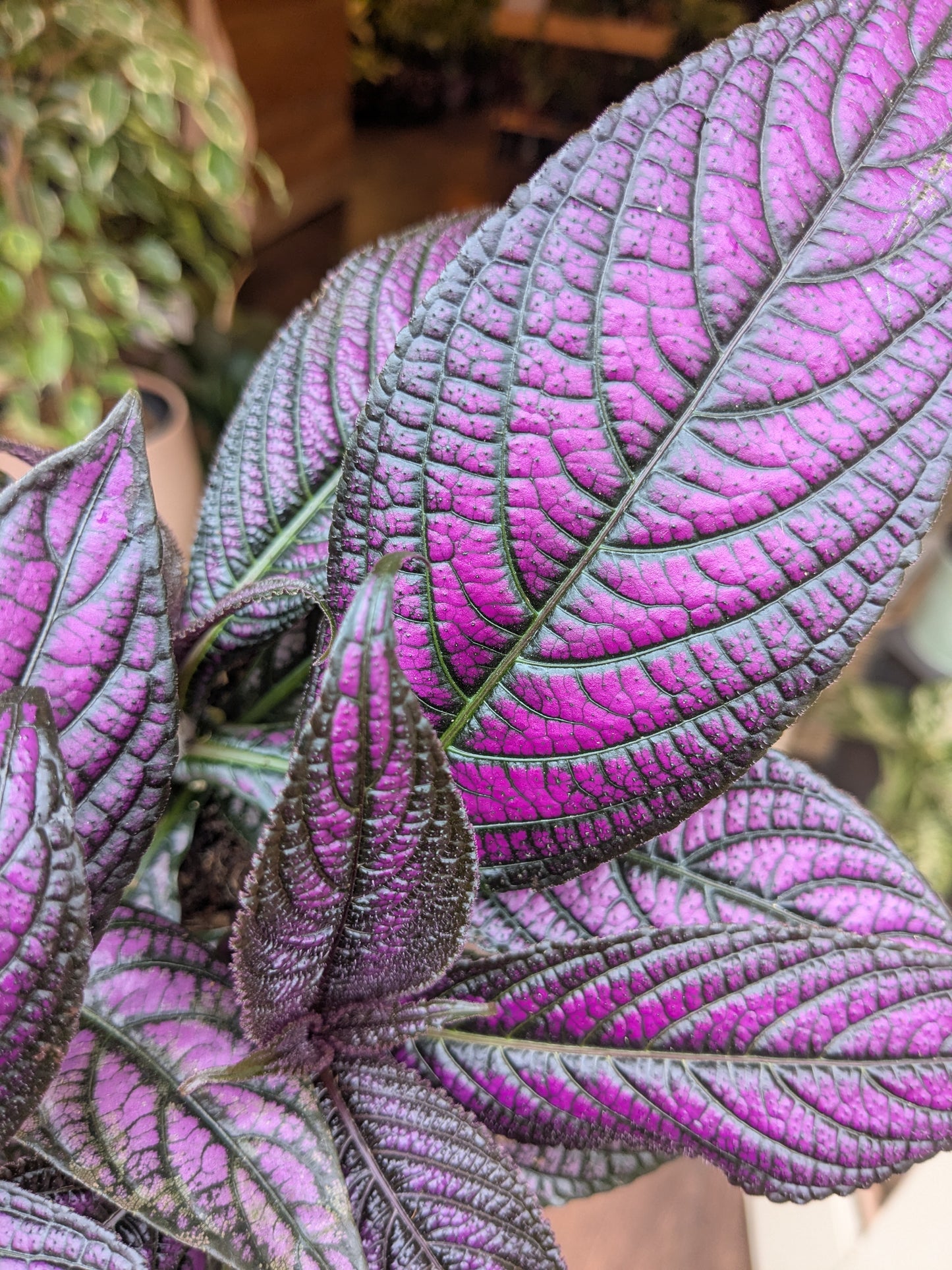 Close-up of a plant with purple and green leaves