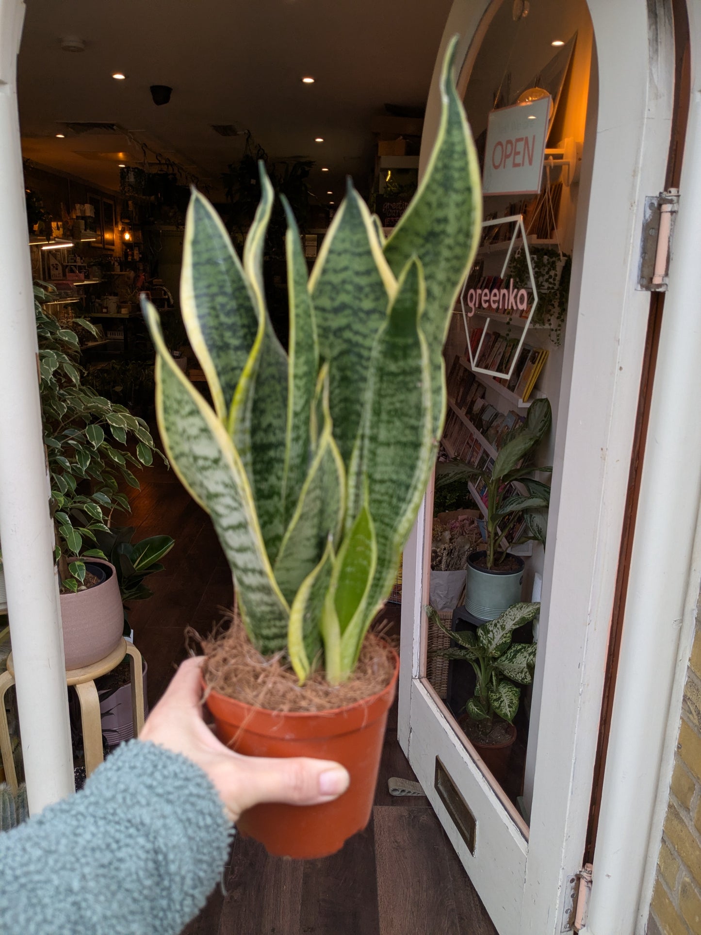 Sansevieria Trifa. 'futura Superba'