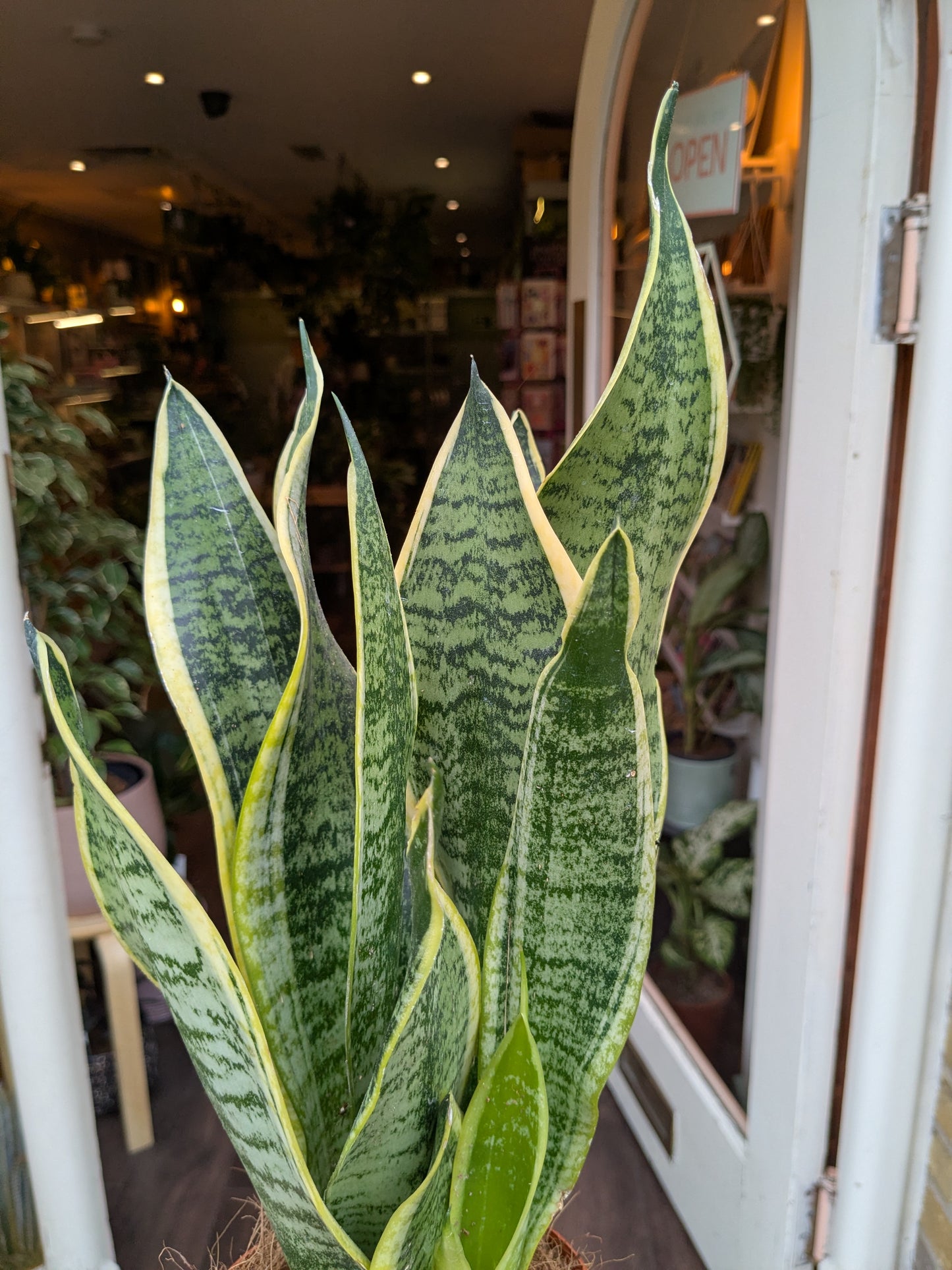 Sansevieria Trifa. 'futura Superba'