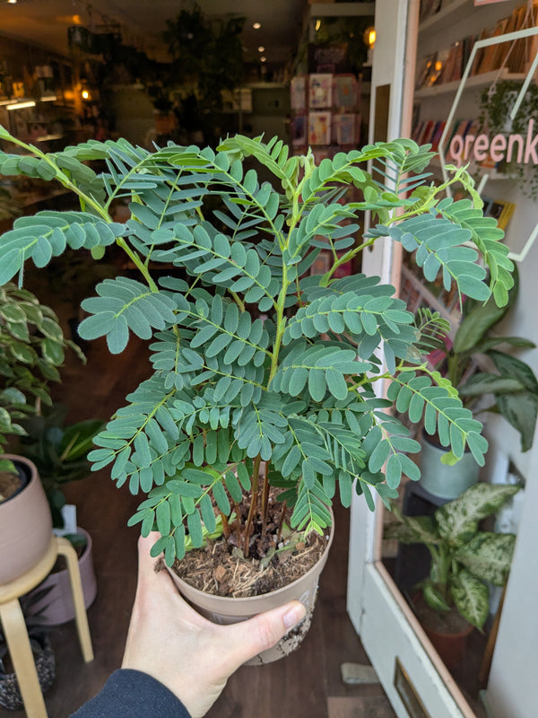 Hand holding a potted plant with a blurred indoor setting