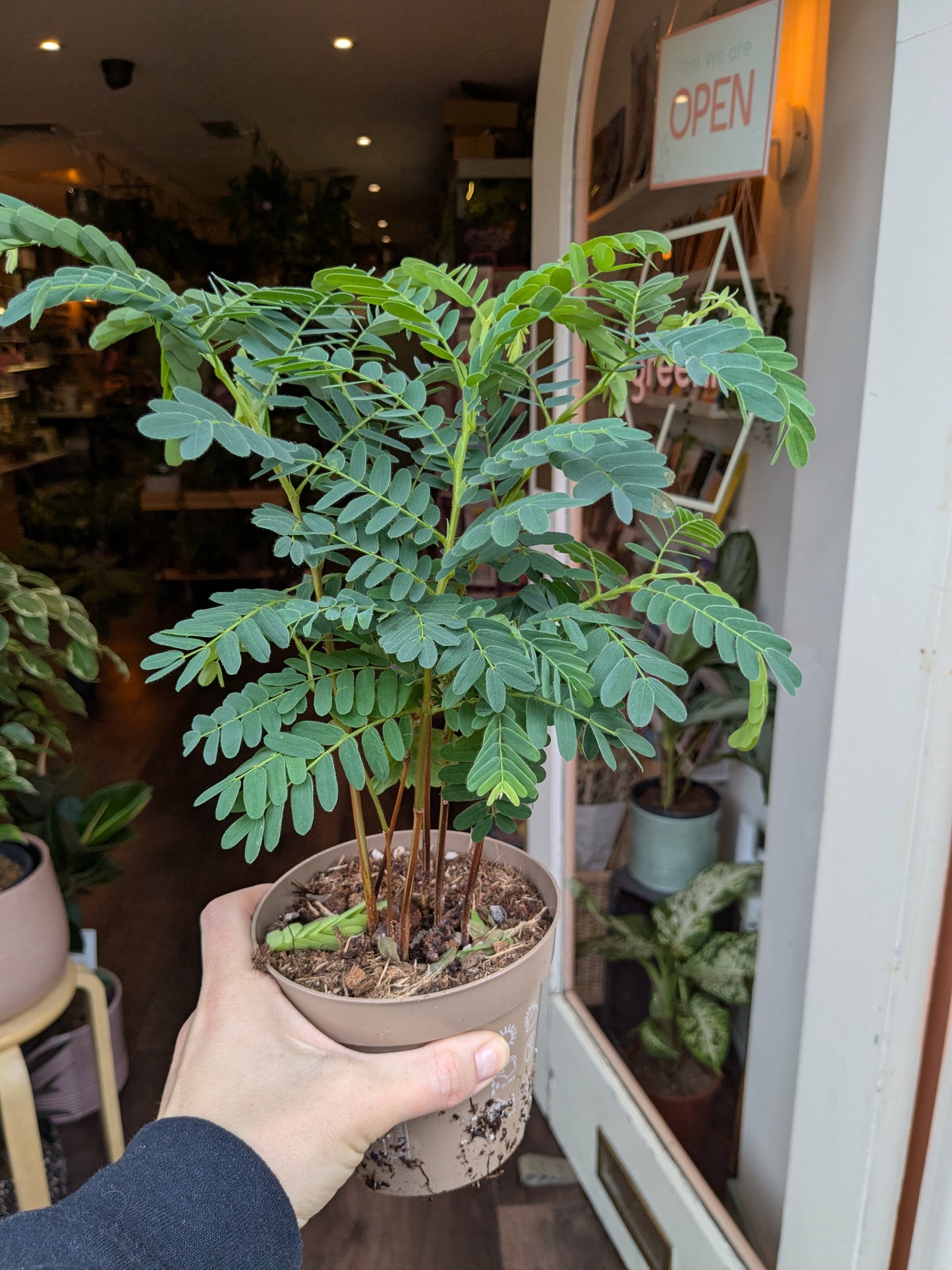Potted plant held by a person in an indoor setting with a 'Open' sign visible