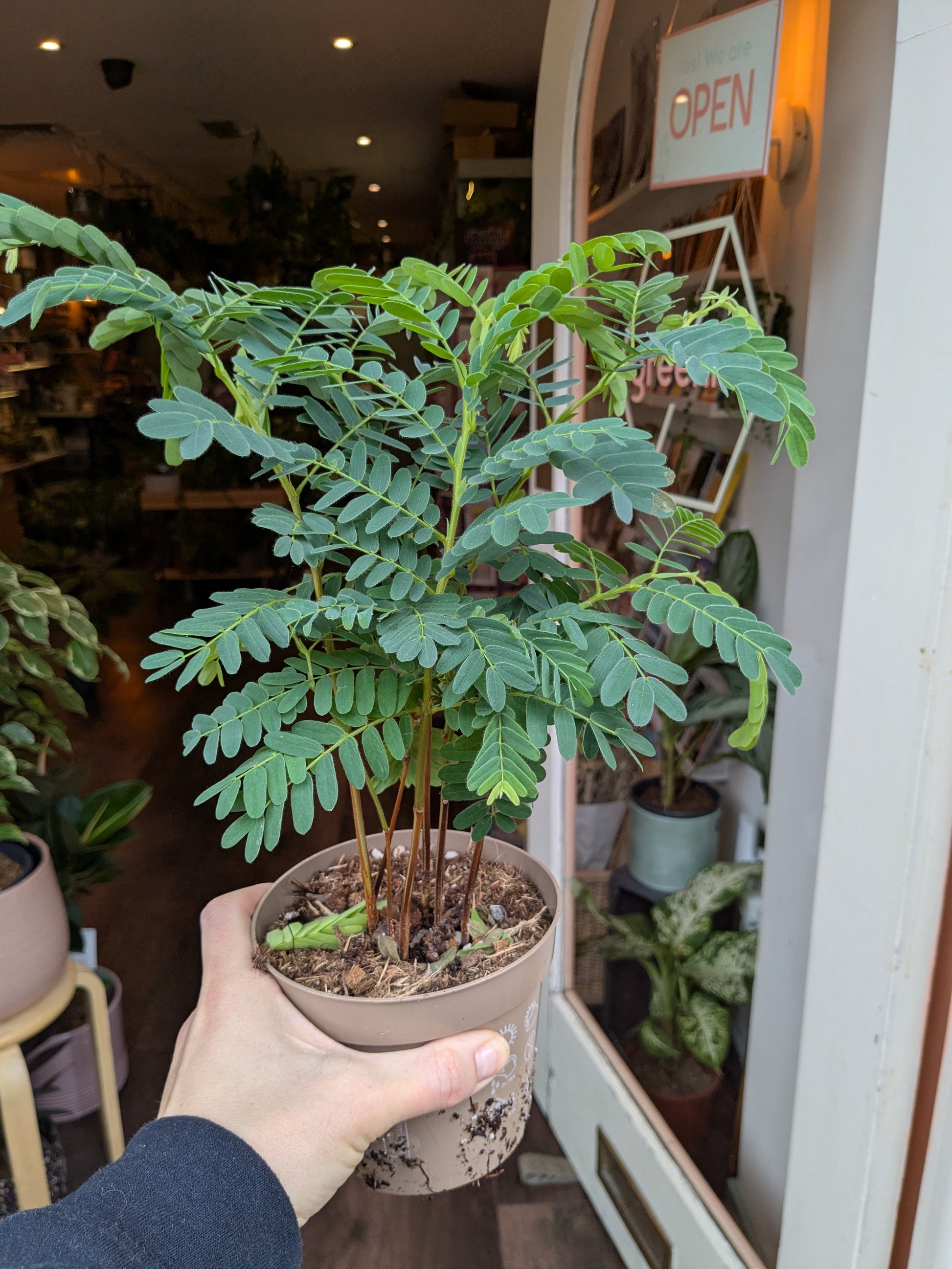 Potted plant held by a person in an indoor setting with a 'Open' sign visible