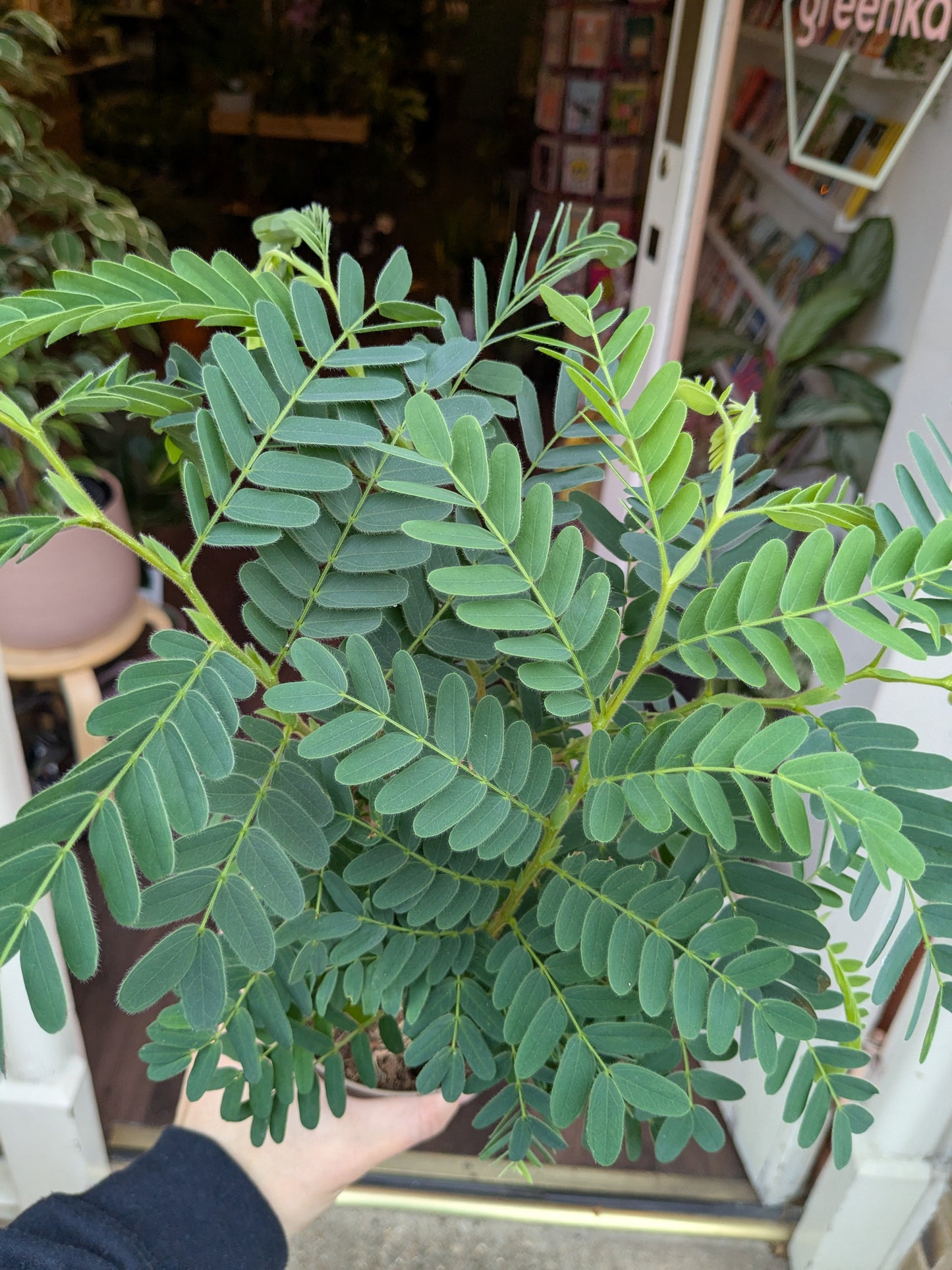 Hand holding a potted plant with green leaves in an indoor setting