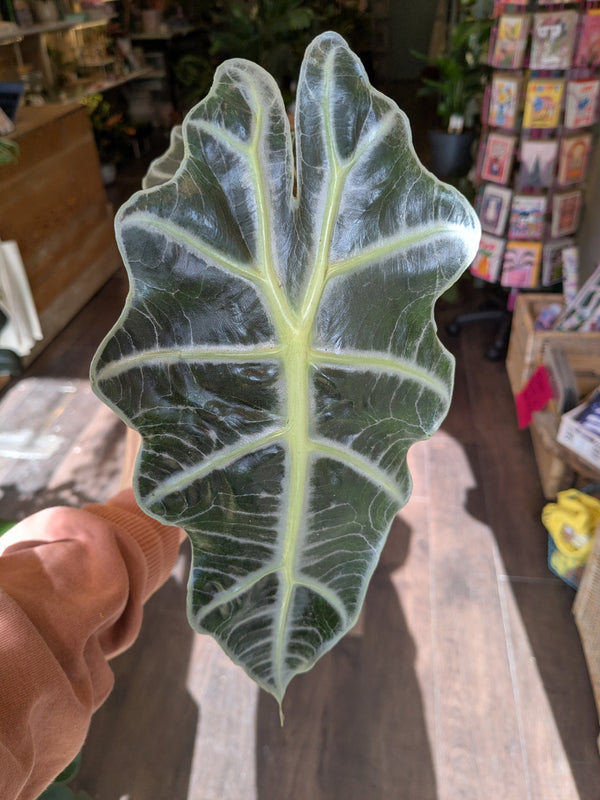Large green leaf held in front of a store interior with books and products.