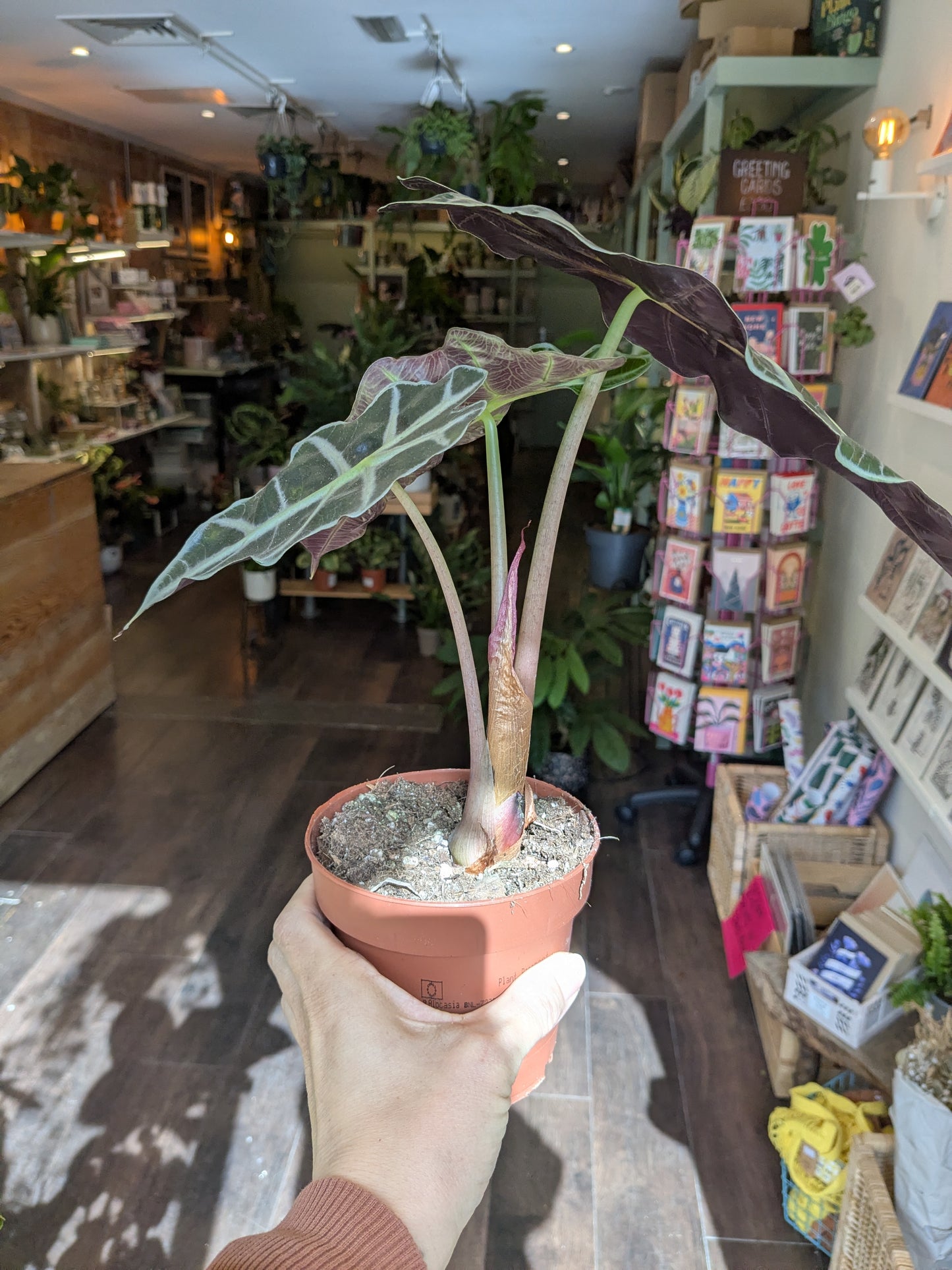 Person holding a potted plant in a store setting with shelves and products in the background