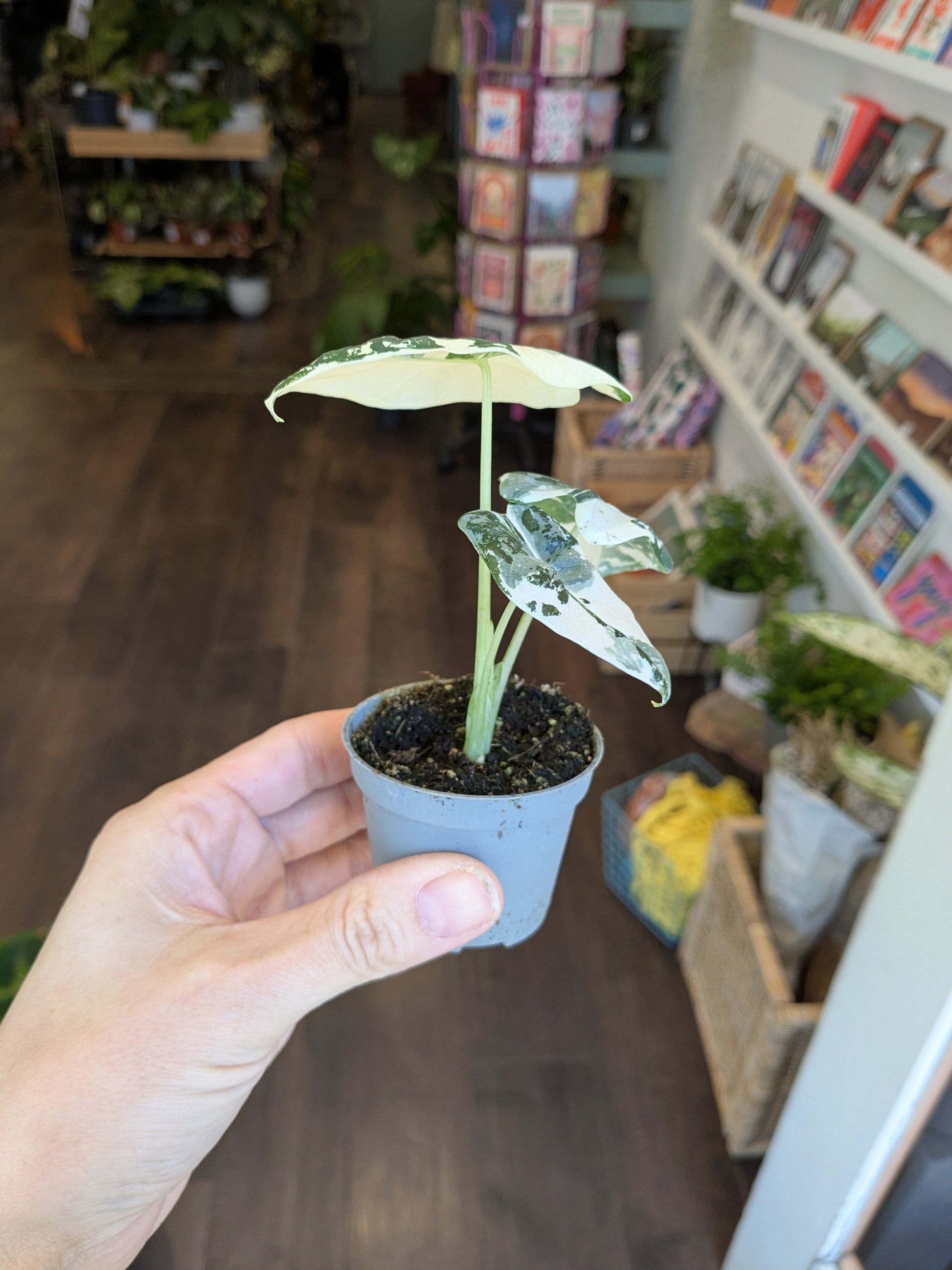 Alocasia Frydek Variegated plant held in a hand with a bookshelf and plants in the background