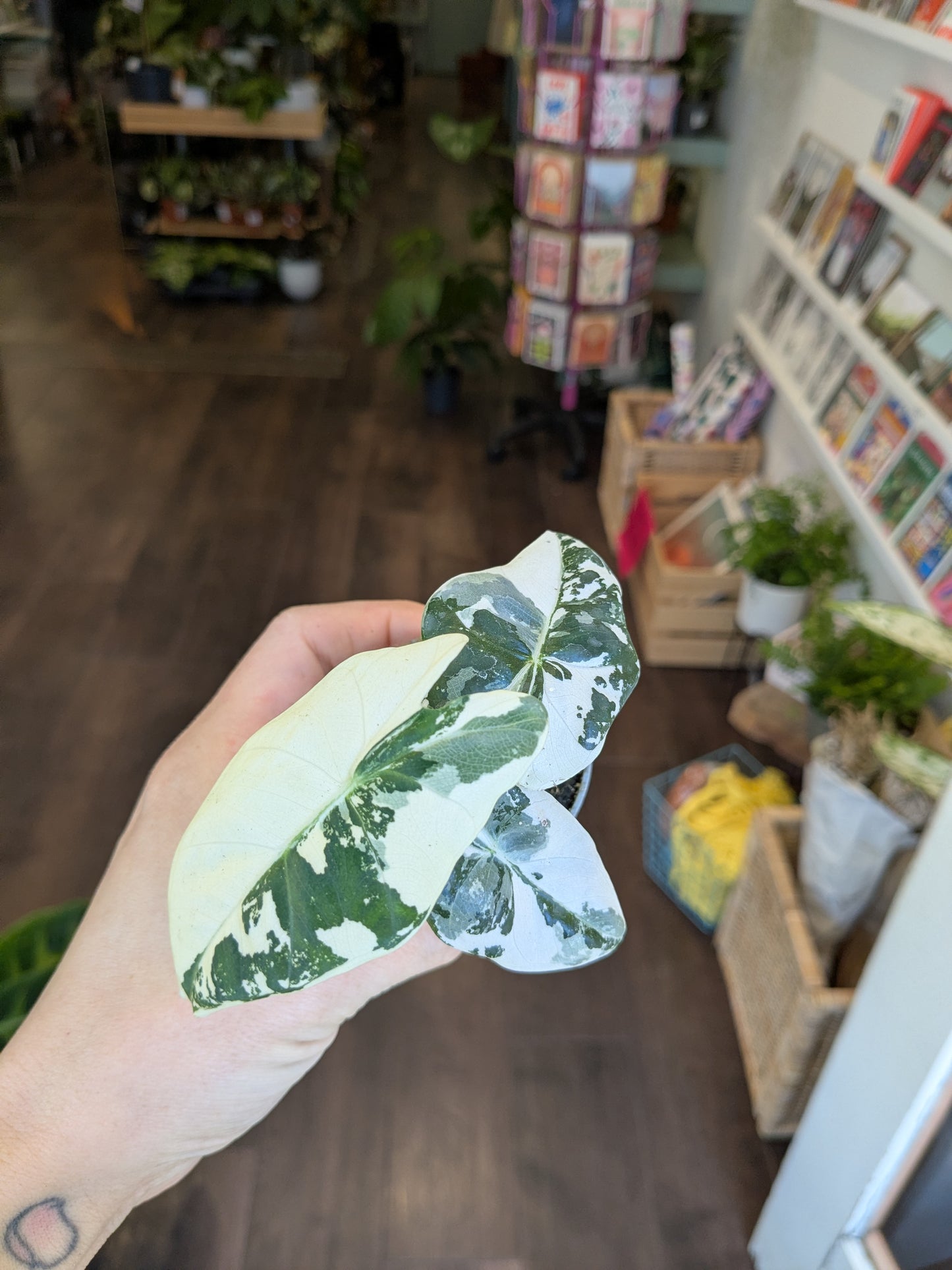 Hand holding a Alocasia Frydek Variegatedt with a store interior in the background