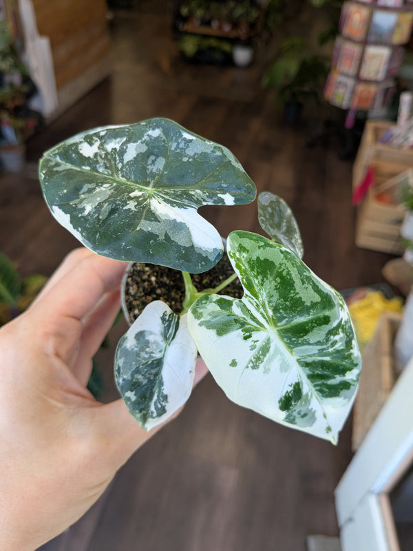 Hand holding a Alocasia Frydek Variegated plant in an indoor setting.