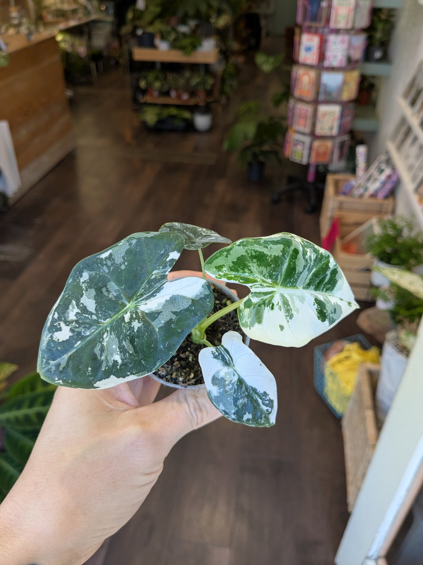 Hand holding a Alocasia Frydek Variegated plant with a blurred indoor setting