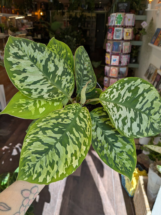 Homalomena wallisii Camouflage