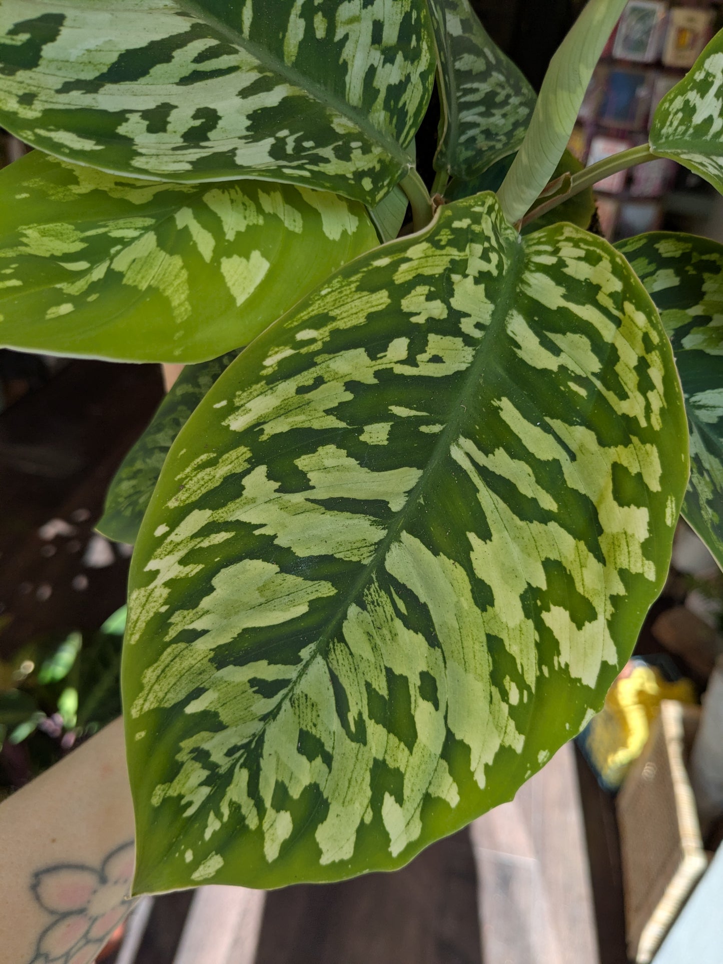 Homalomena wallisii Camouflage