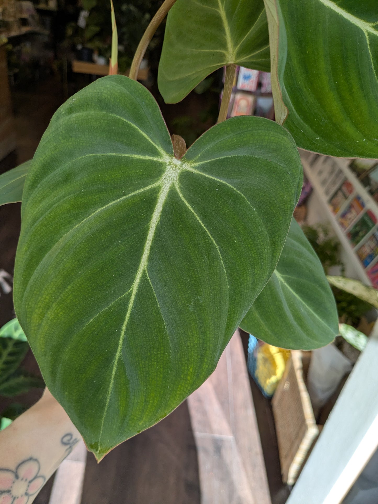 Philodendron Gloriosum