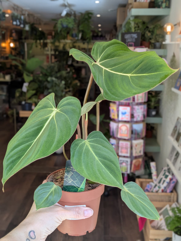 Potted plant held by a hand in a store setting with shelves and products in the background