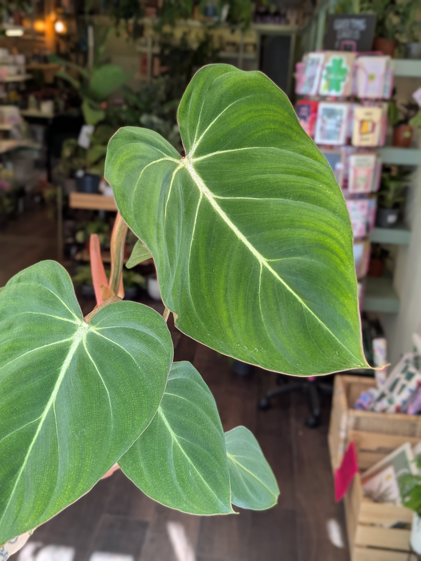 Philodendron Gloriosum