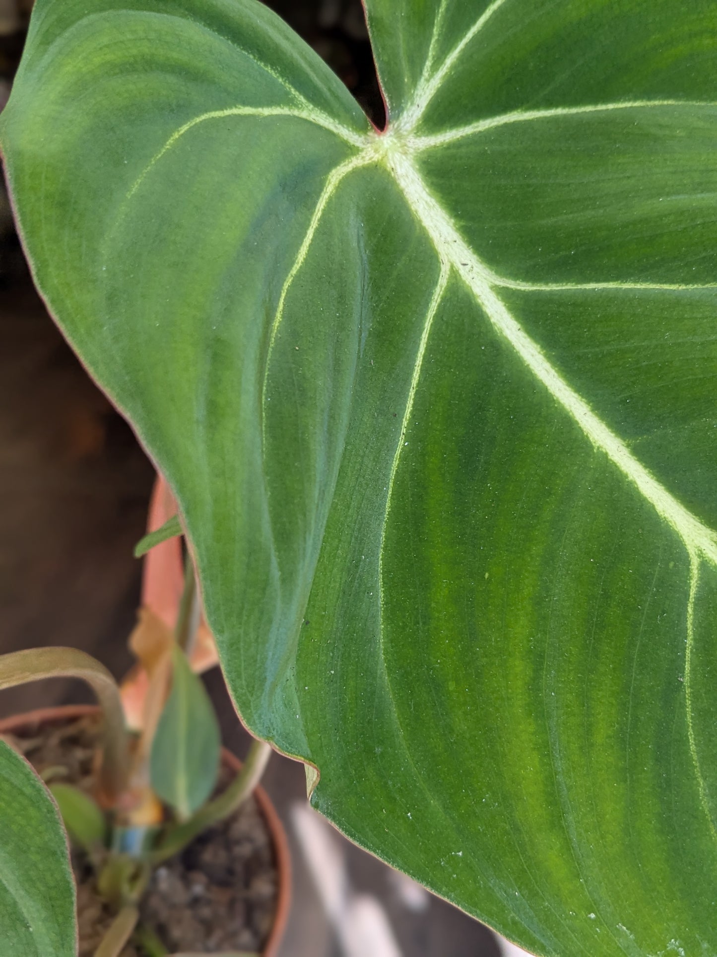 Philodendron Gloriosum