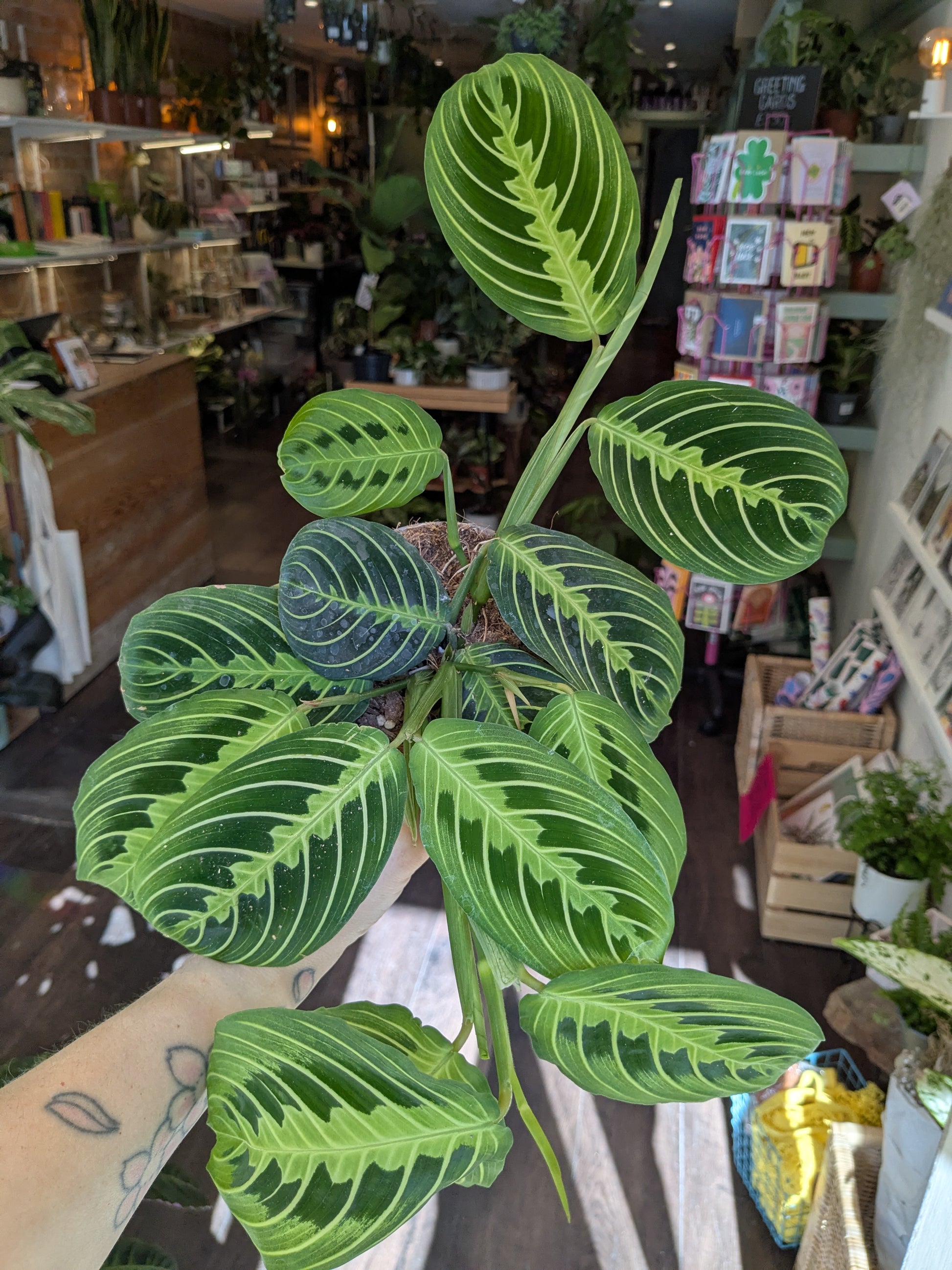 maranta lemon lime plant held by a person in an indoor setting with shelves and products.