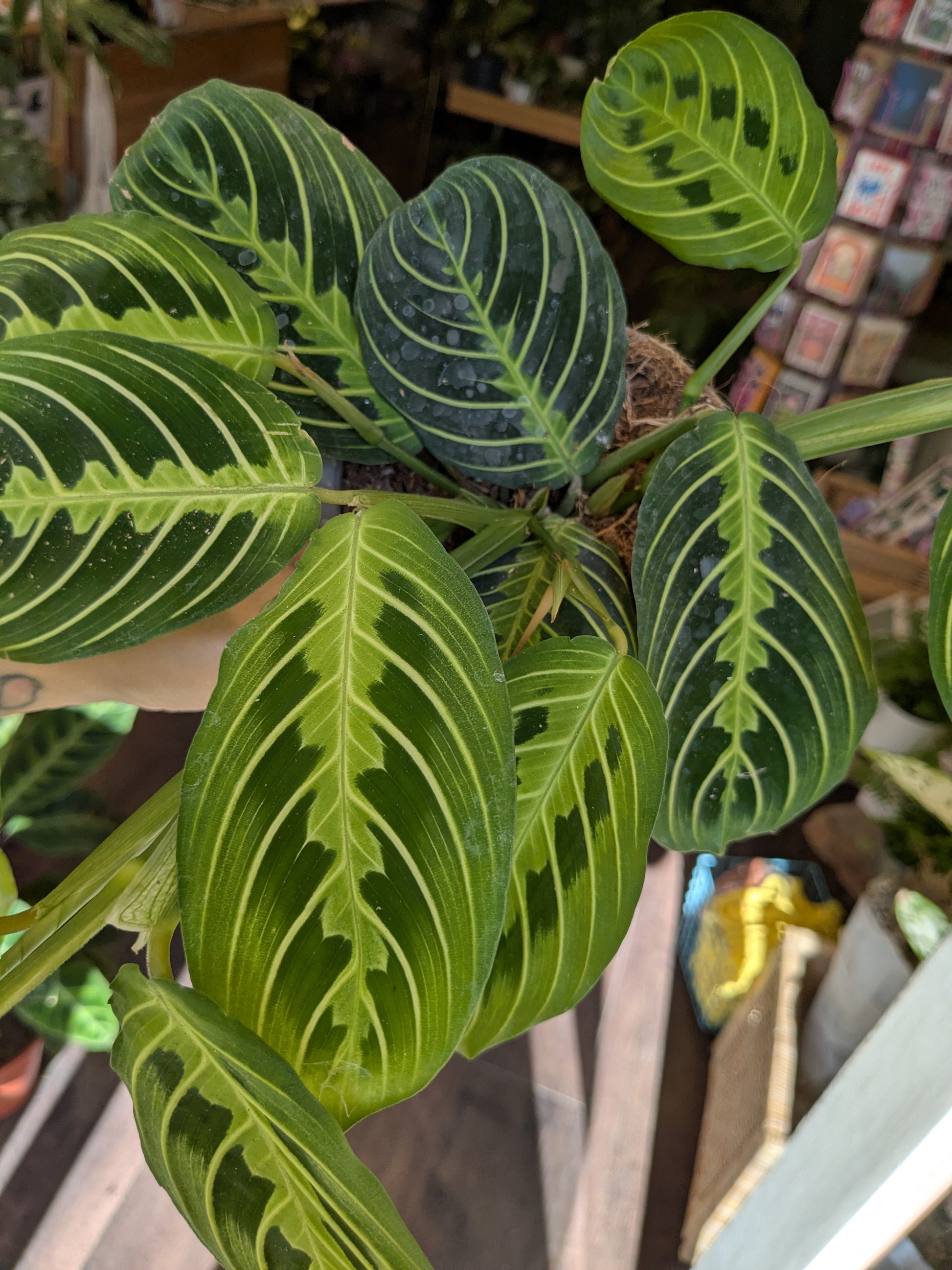 Close-up of a green leafy houseplant uk with a blurred background