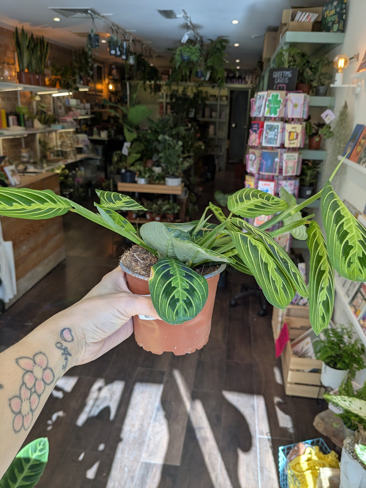 Person holding a potted plant in a store with plants and products in the background