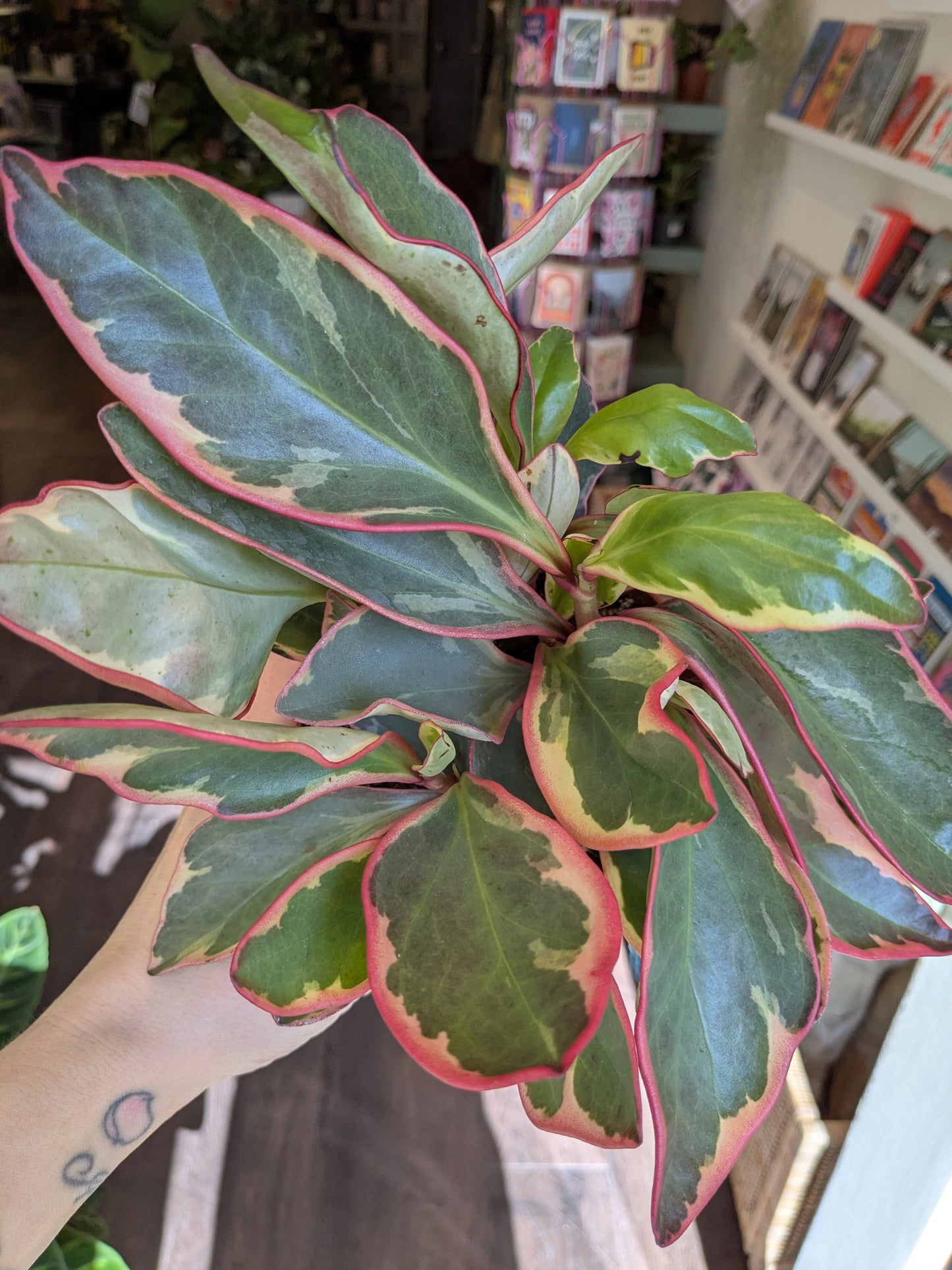Variegated green and pink leafed plant in a store setting