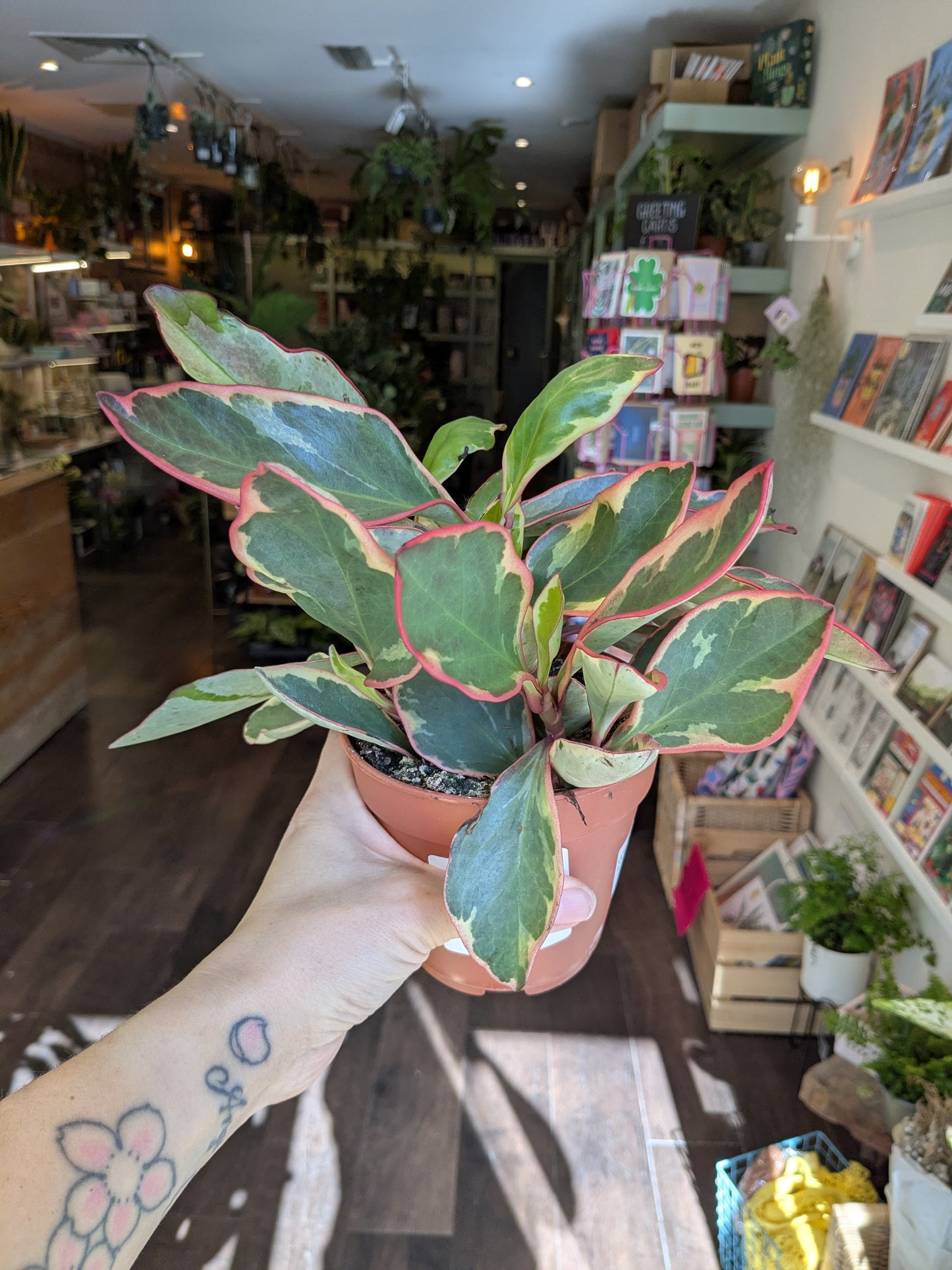 Person holding a potted plant in a store setting with books and plants in the background