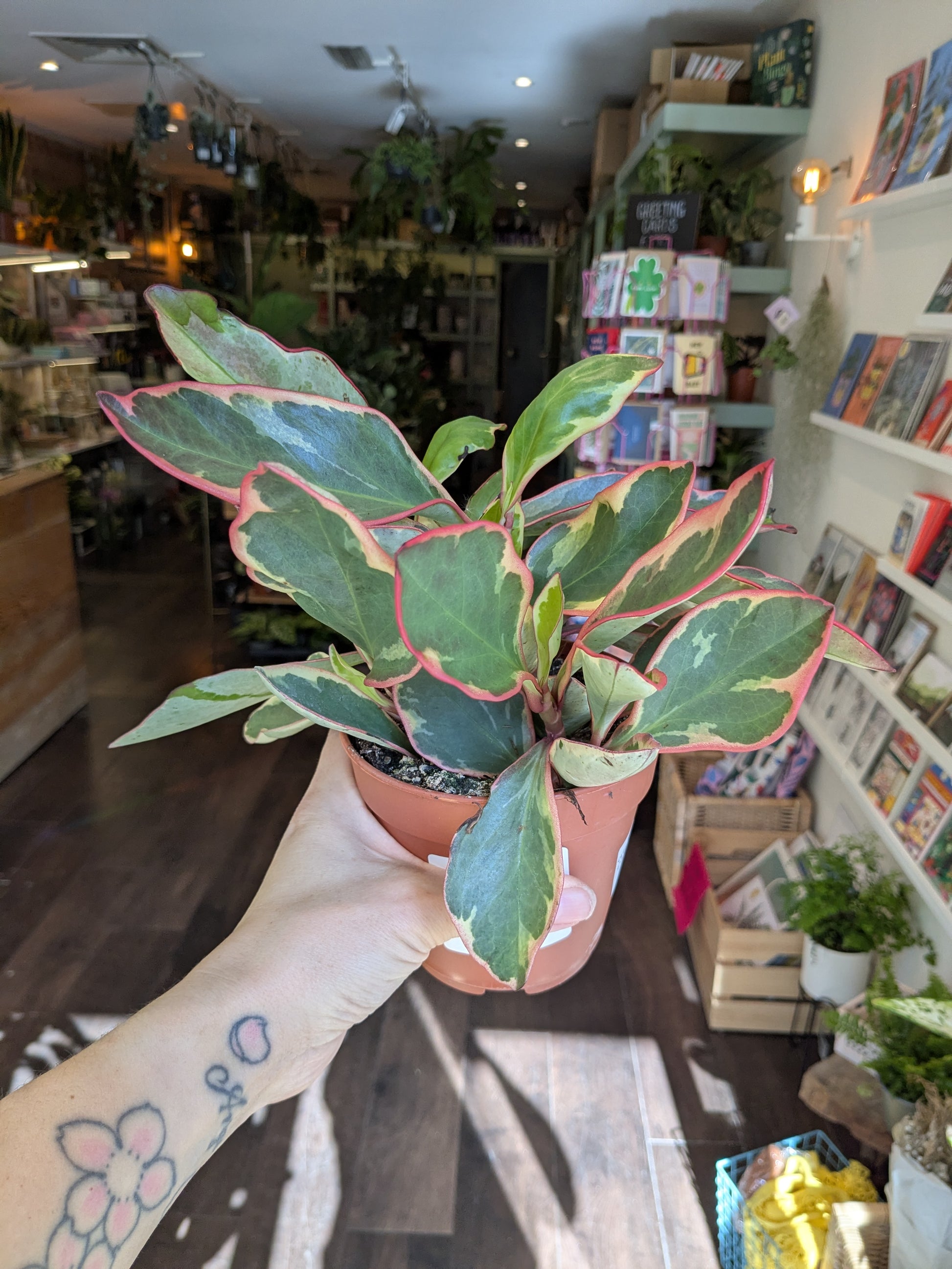 Person holding a potted plant in a store setting with books and plants in the background