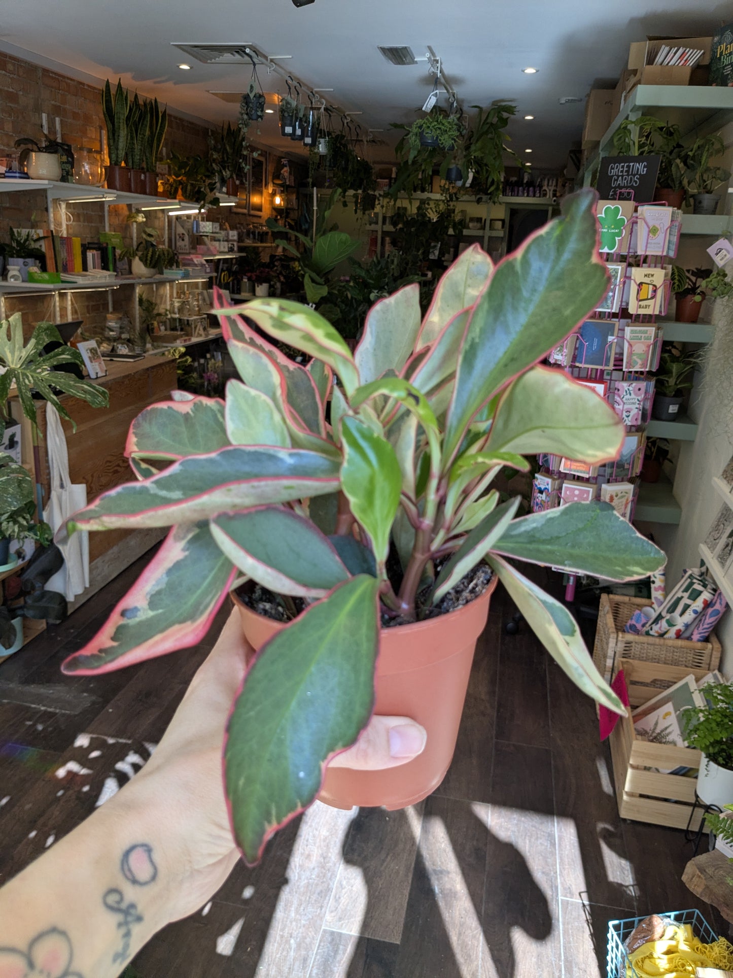 Potted plant held by a person in a store setting with shelves and products in the background
