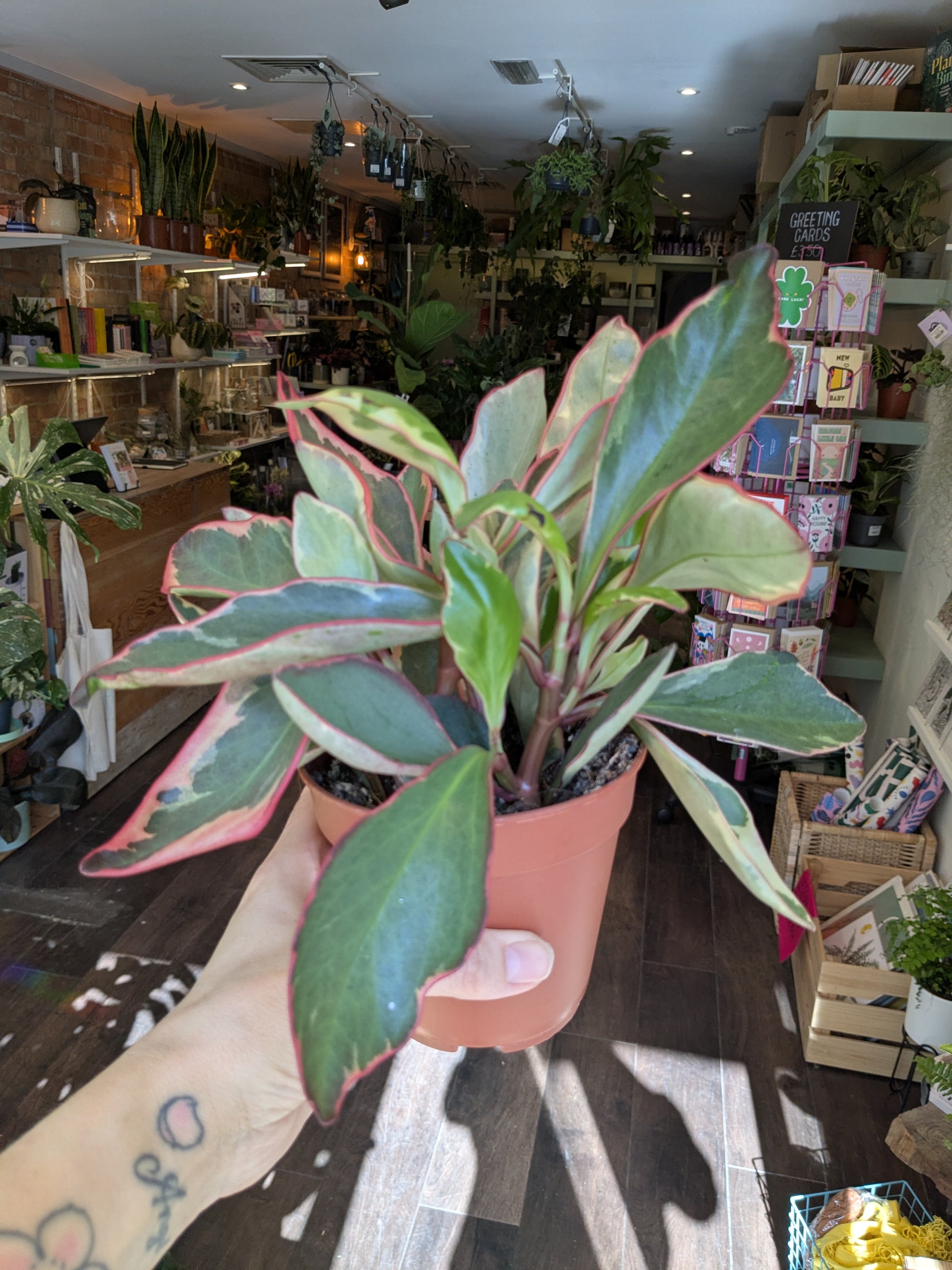 Potted plant held by a person in a store setting with shelves and products in the background